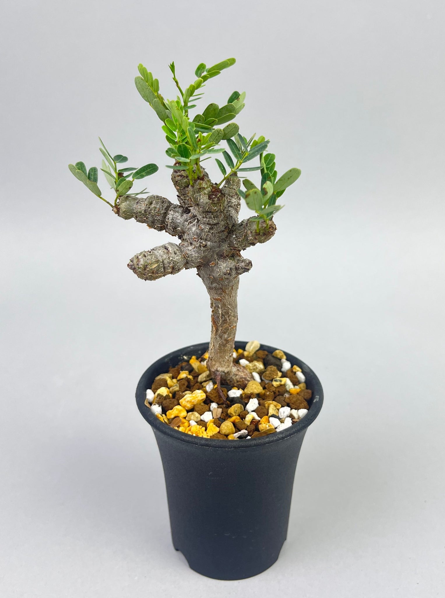 センナ メリディオナリス 実生「Senna meridionalis」/ET0398 ①