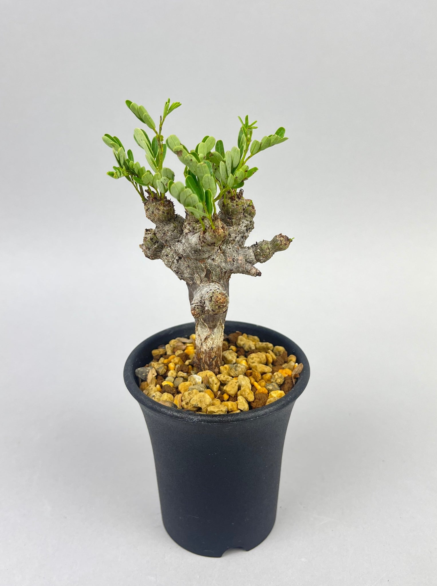 センナ メリディオナリス 実生「Senna meridionalis」/ET0417 ①