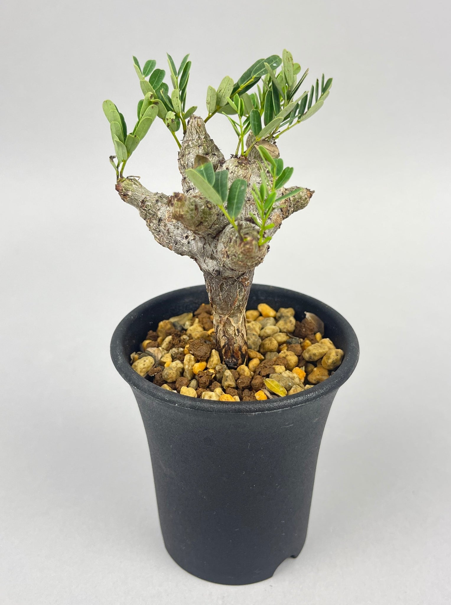 センナ メリディオナリス 実生「Senna meridionalis」/ET0394 ①