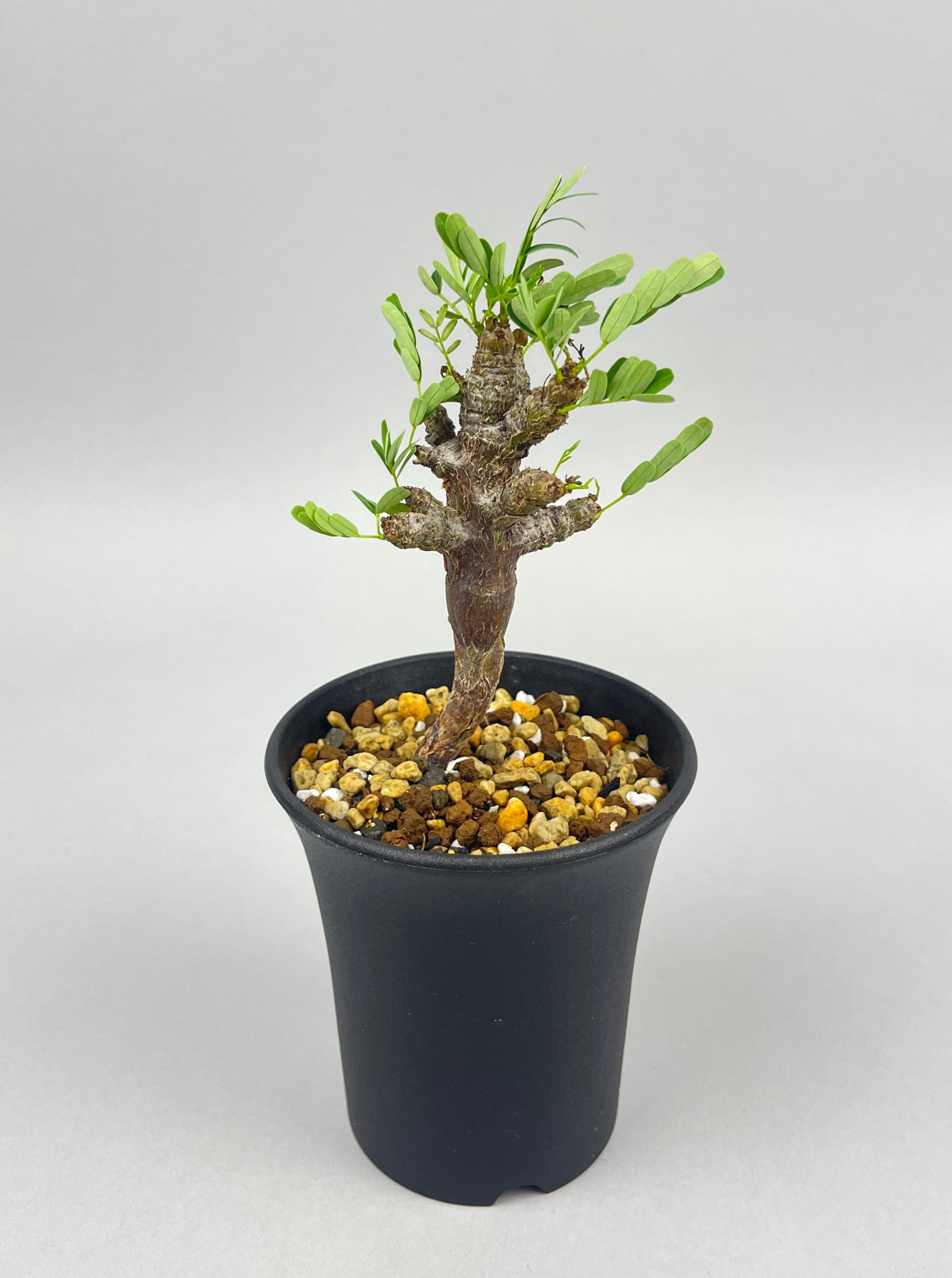 センナ メリディオナリス センナ メリディオナリス | STELLA.PLANTS