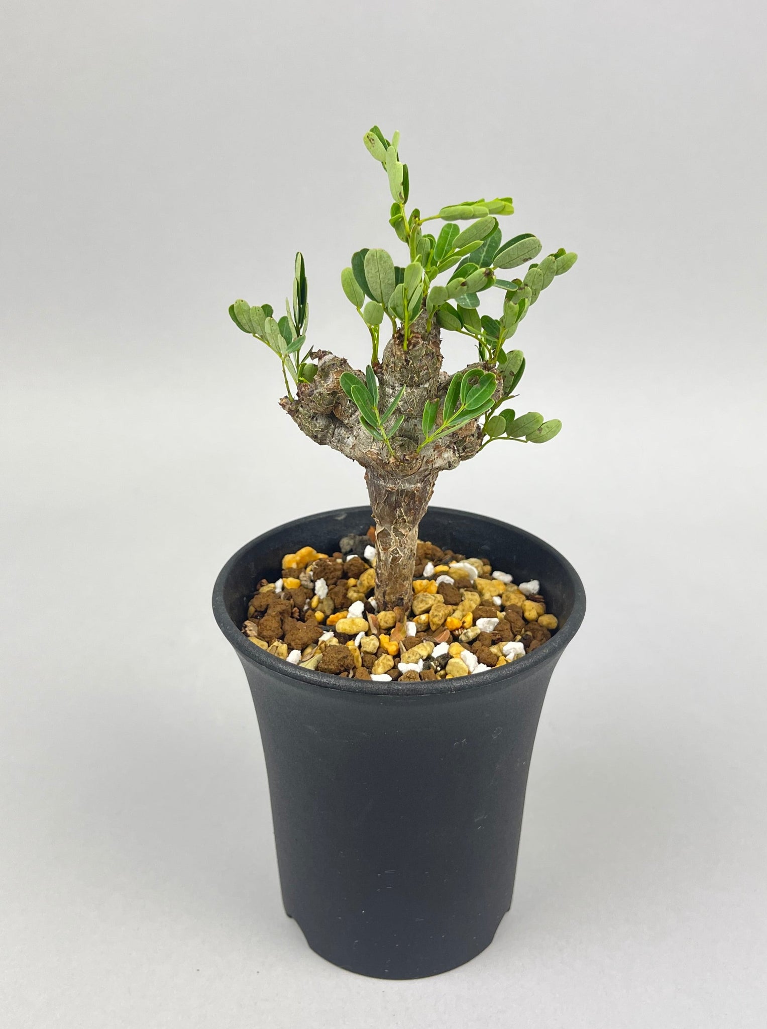 センナ メリディオナリス 実生「Senna meridionalis」/ET0414 ①