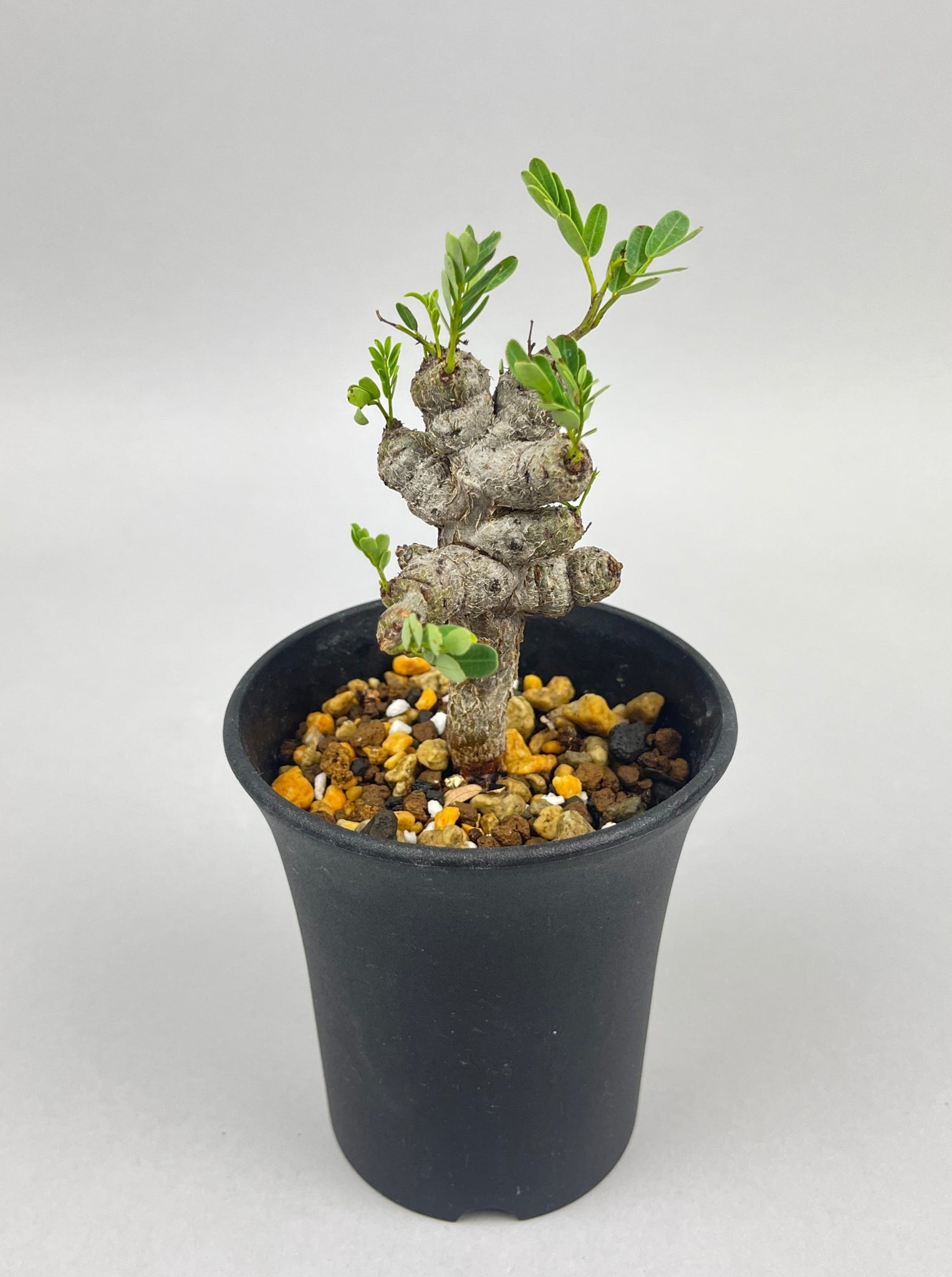 センナ メリディオナリス 実生「Senna meridionalis」/ET0389 ①