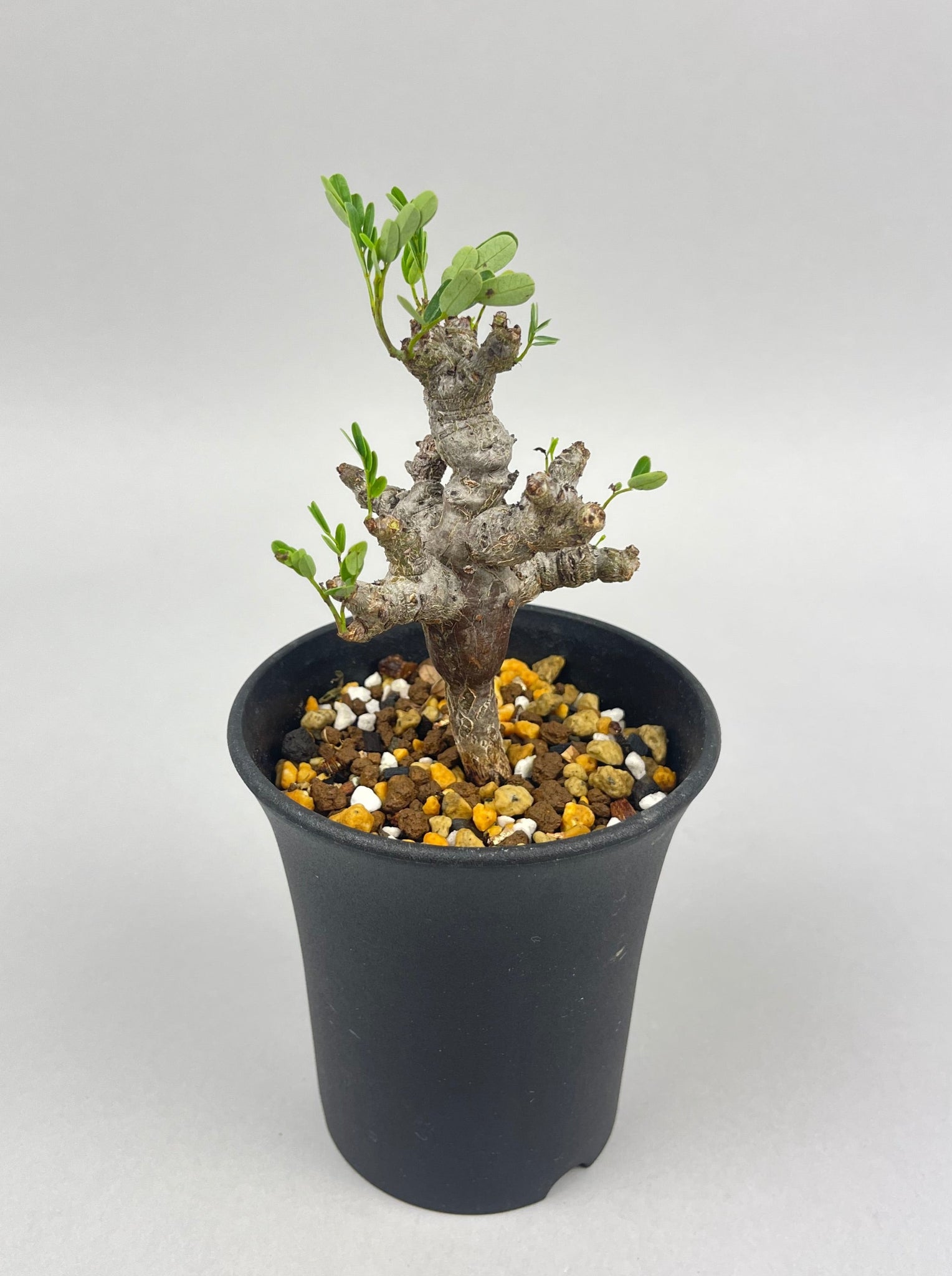 センナ メリディオナリス 実生「Senna meridionalis」/ET0403 ①