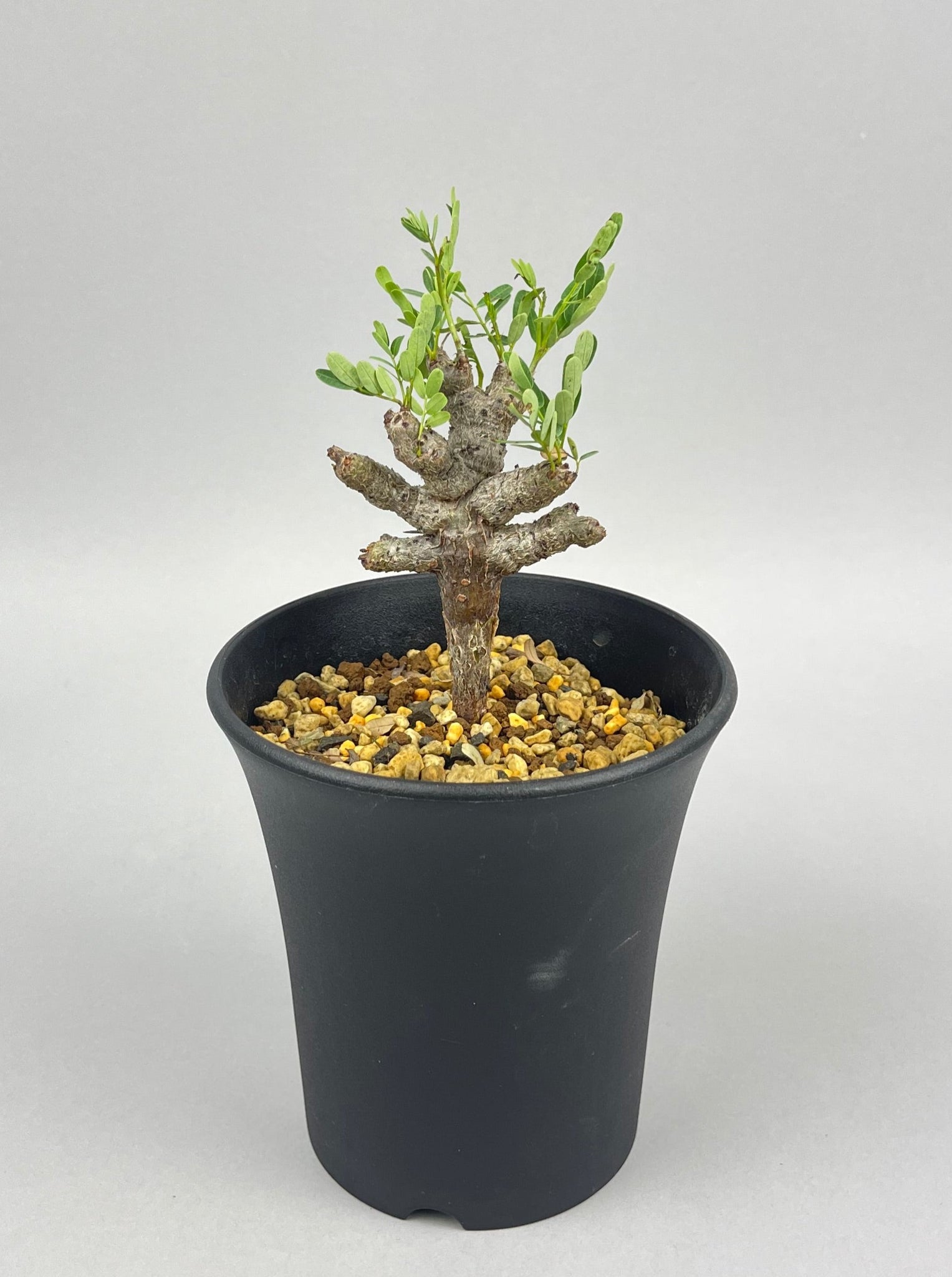 センナ メリディオナリス 実生「Senna meridionalis」/ET0426 ②