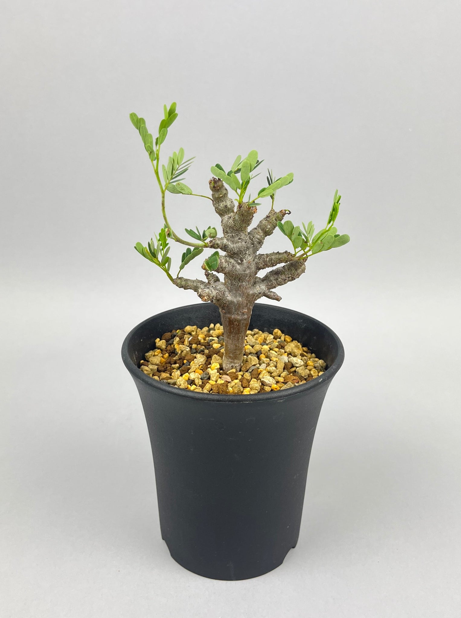 センナ メリディオナリス 実生「Senna meridionalis」/ET0427 ②