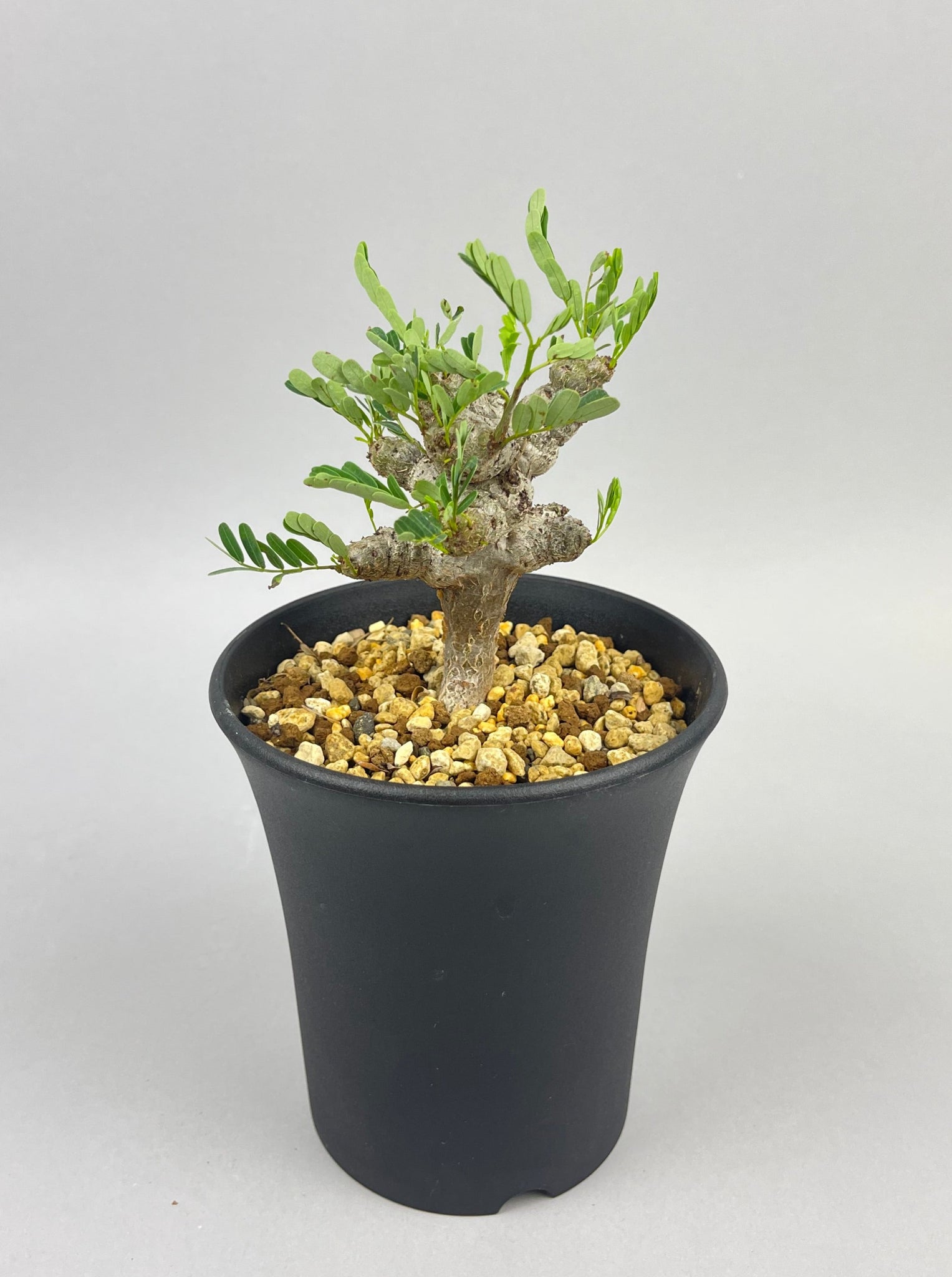 センナ メリディオナリス 実生「Senna meridionalis」/ET0428 ②