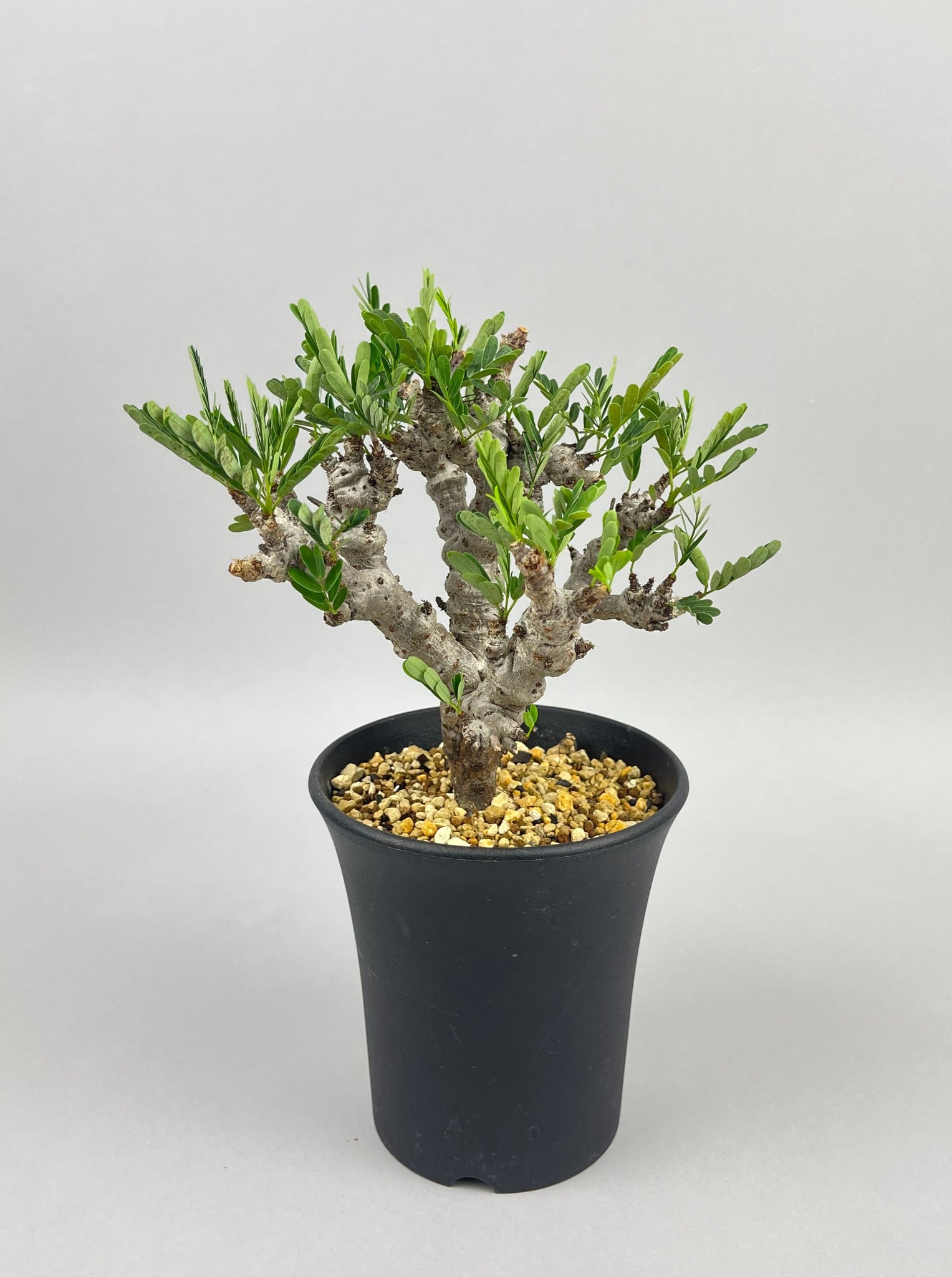 センナ メリディオナリス 実生「Senna meridionalis」/ET0026 ②