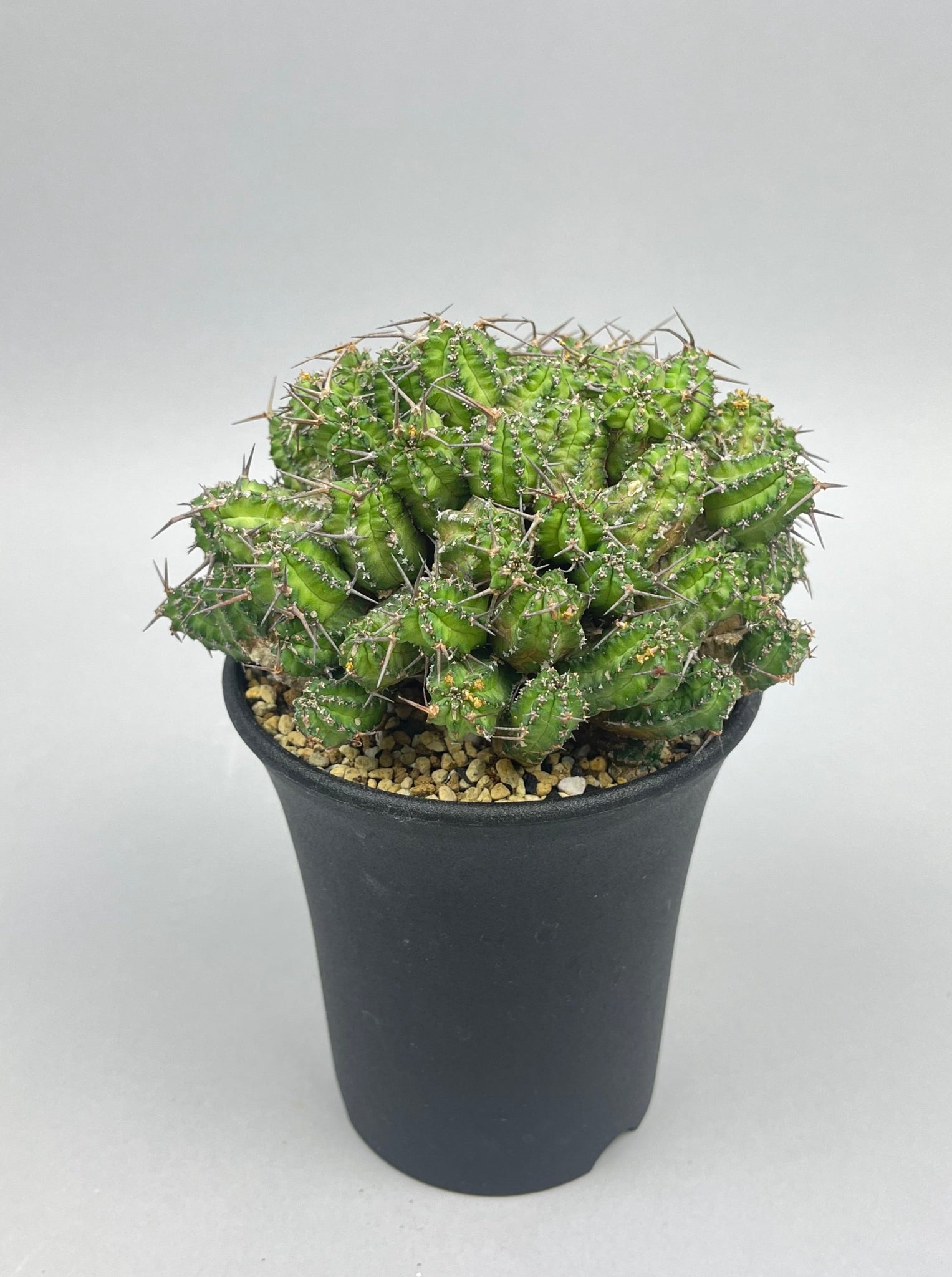 ユーフォルビア フィリプシアエ「Euphorbia  phillipsiae」/EU0056-4　①