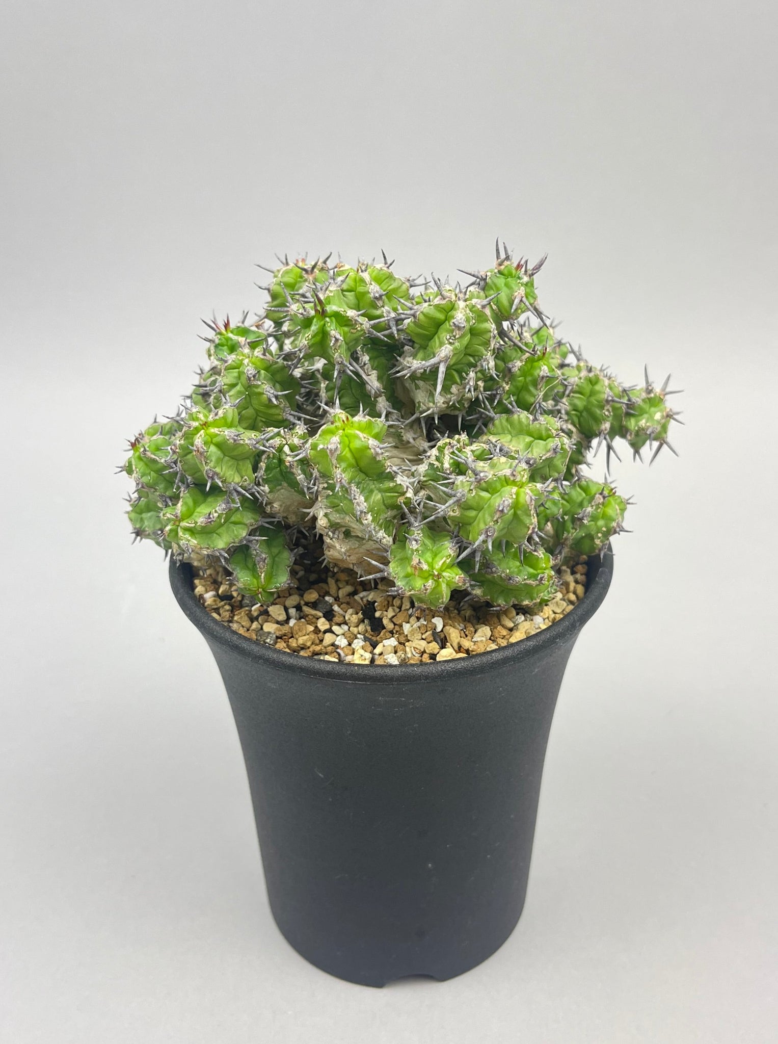 ユーフォルビア ミトリフォルミス「Euphorbia mitriformis」/EU0057-2　①