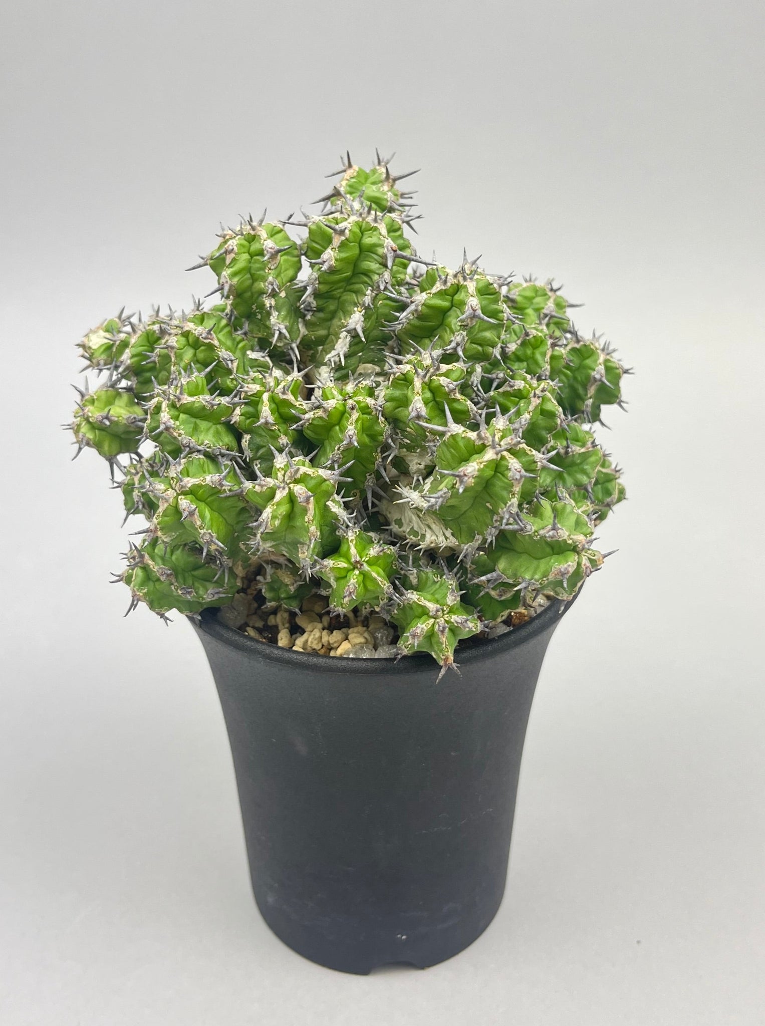 ユーフォルビア ミトリフォルミス「Euphorbia mitriformis」/EU0057-1　①