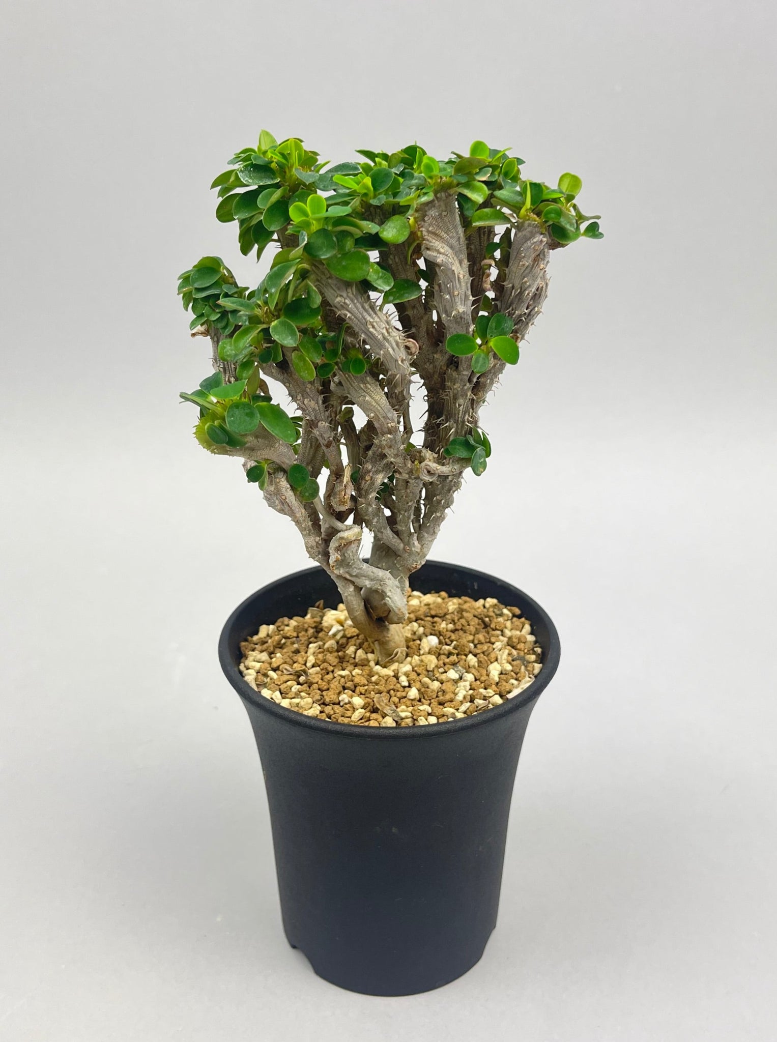 ユーフォルビア ミリー '花キリン' 綴化「Euphorbia milii ct」/EU0060　②