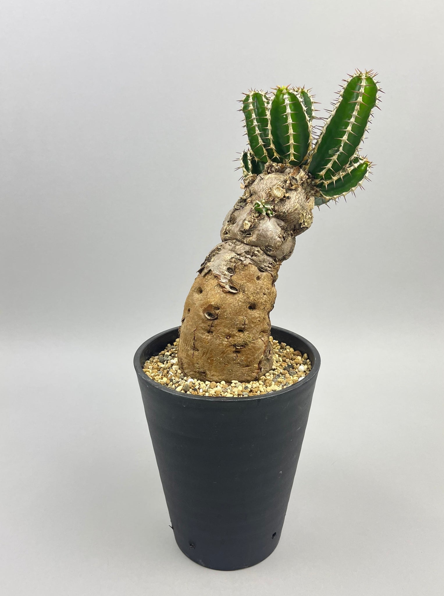 ユーフォルビア ムランジーナ 「Euphorbia mlanjeana」/EU0043　③