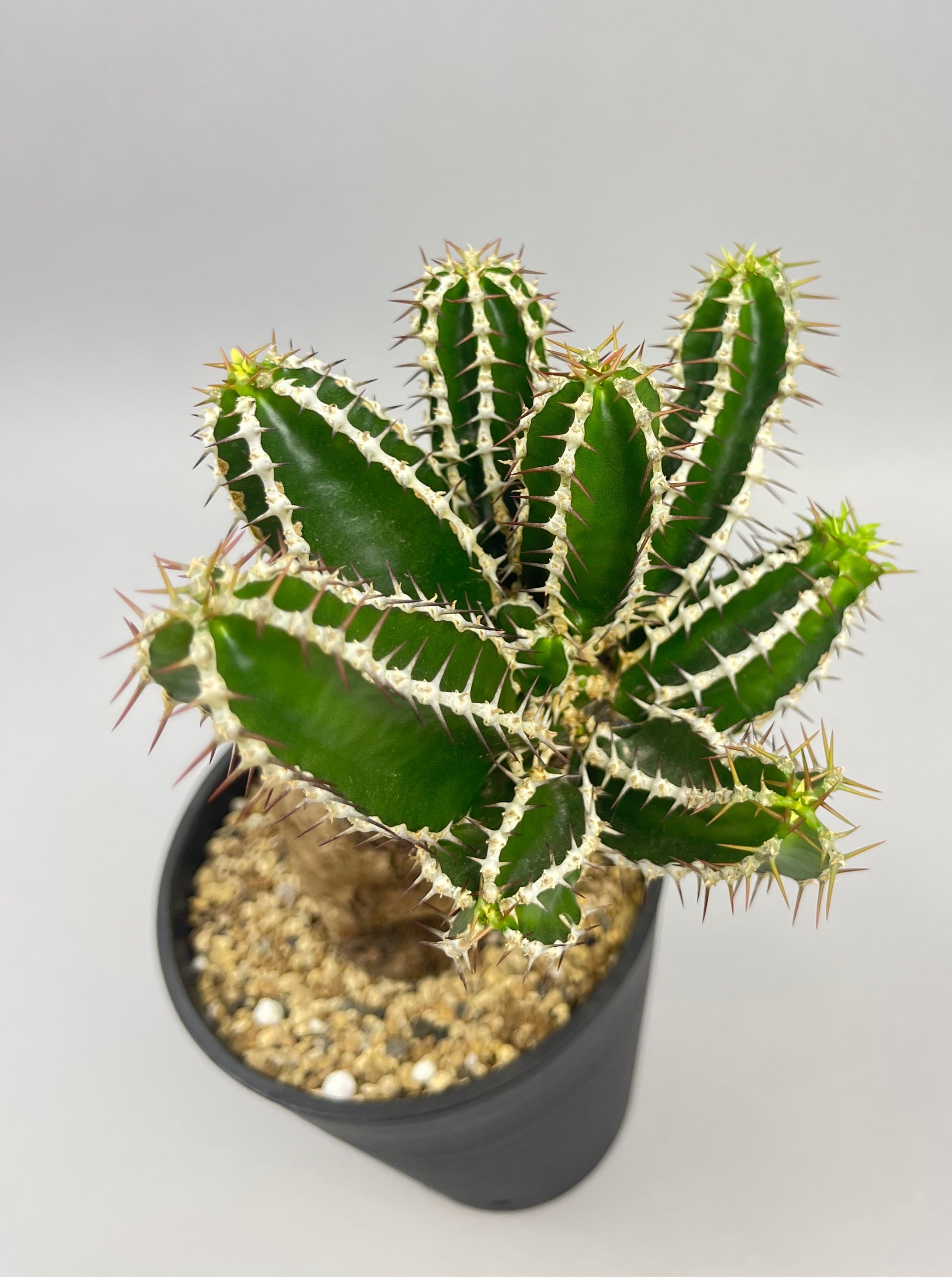 大株Euphorbia mlanjeana ユーフォルビアムランジーナ8 - 観葉植物