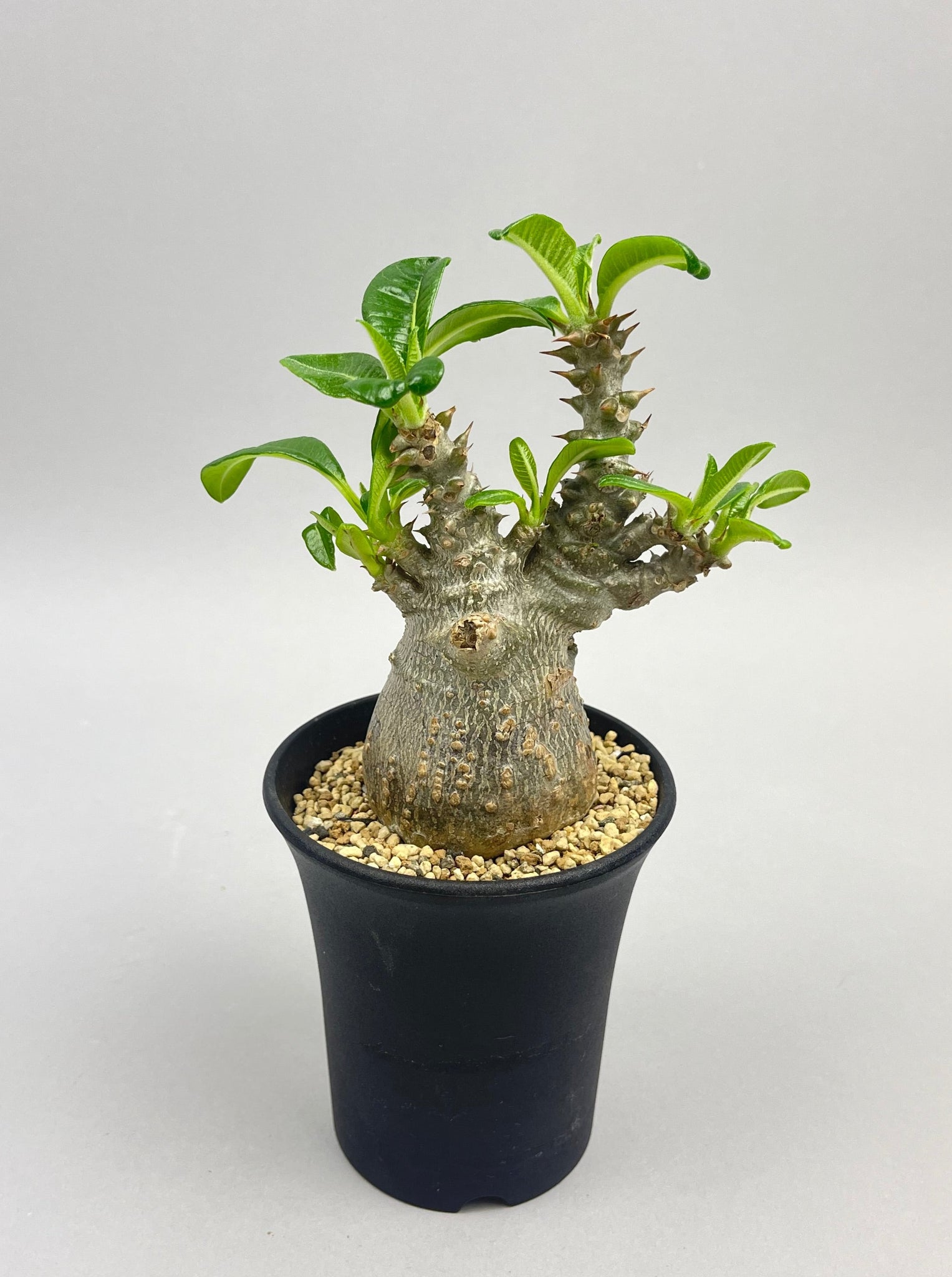 パキポディウム ウィンゾリー「Pachypodium baronii var. windsorii 」/ PA70②