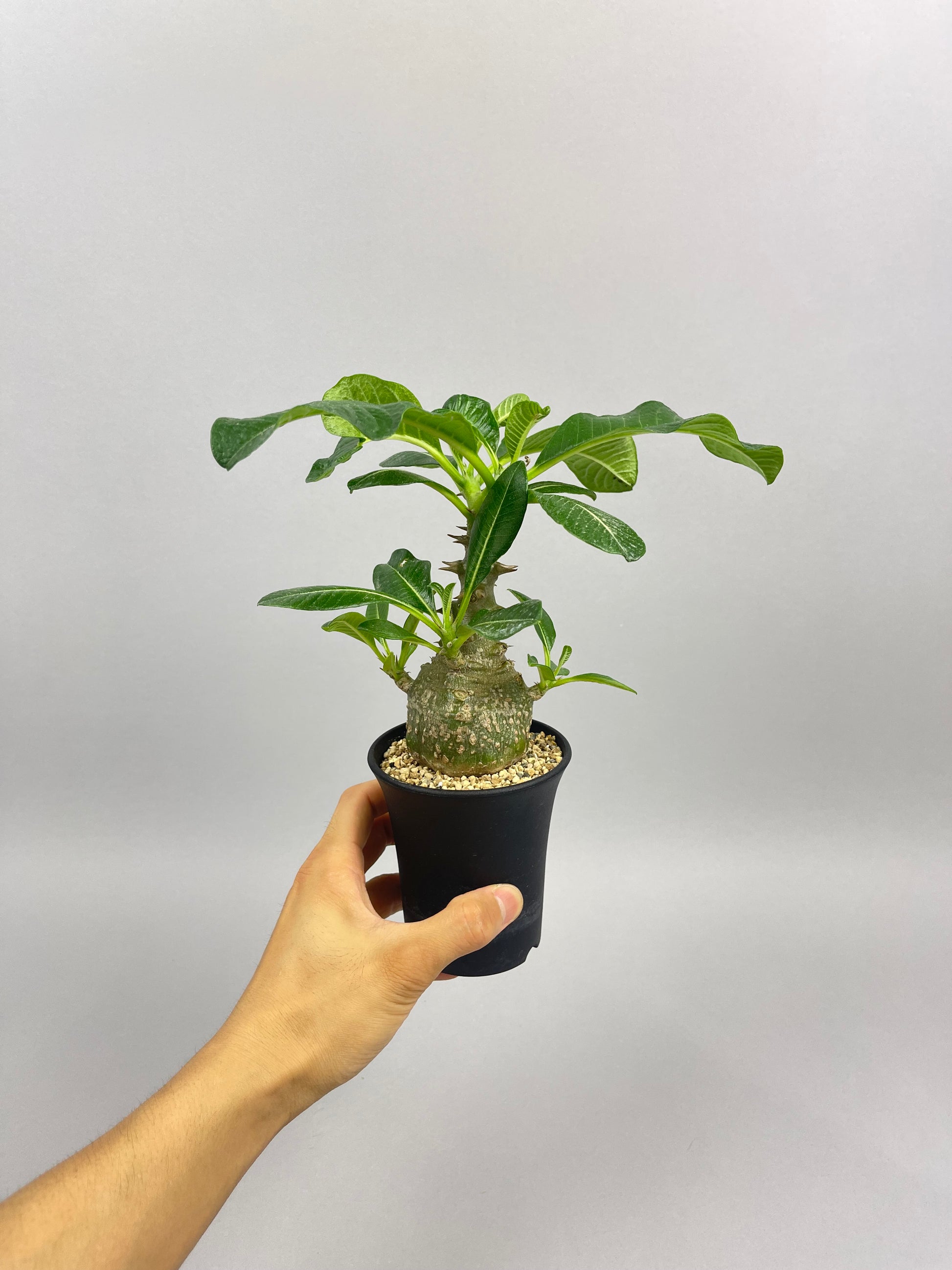 種子10粒 パキポディウム ウィンゾリー Pachypodium windsorii 10粒 輸入種子(サボテン)｜売買されたオークション情報、yahooの商品情報をアーカイブ公開  - オークファン（aucfan.com） languages.ulim.md | languages.ulim.md