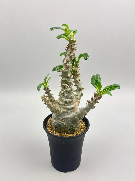 パキポディウム ウィンゾリー「Pachypodium baronii var. windsorii 」/ PA0083 ③