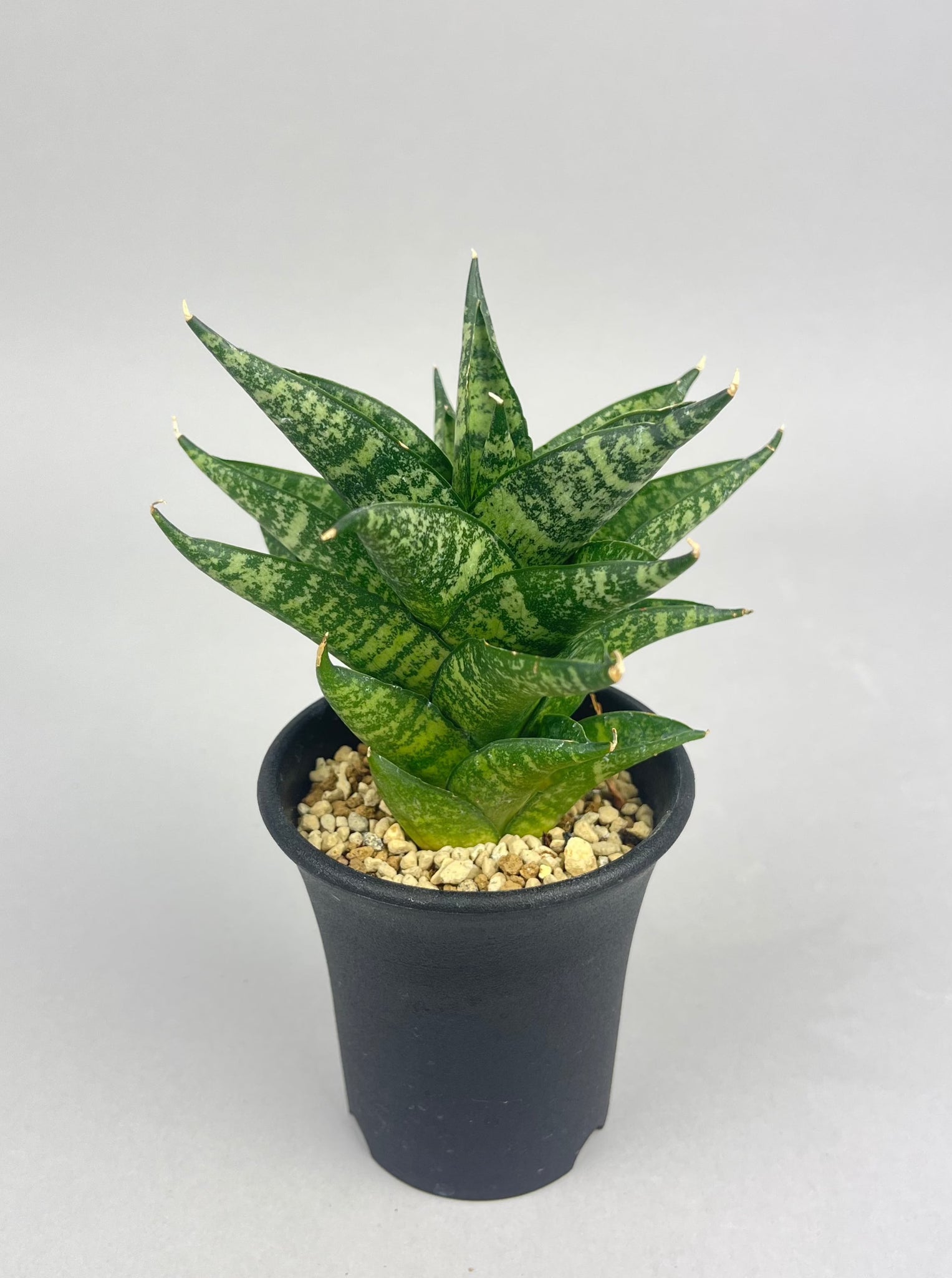 サンセベリア プラガンダ「Sansevieria Praganda」/　SA0044 ①