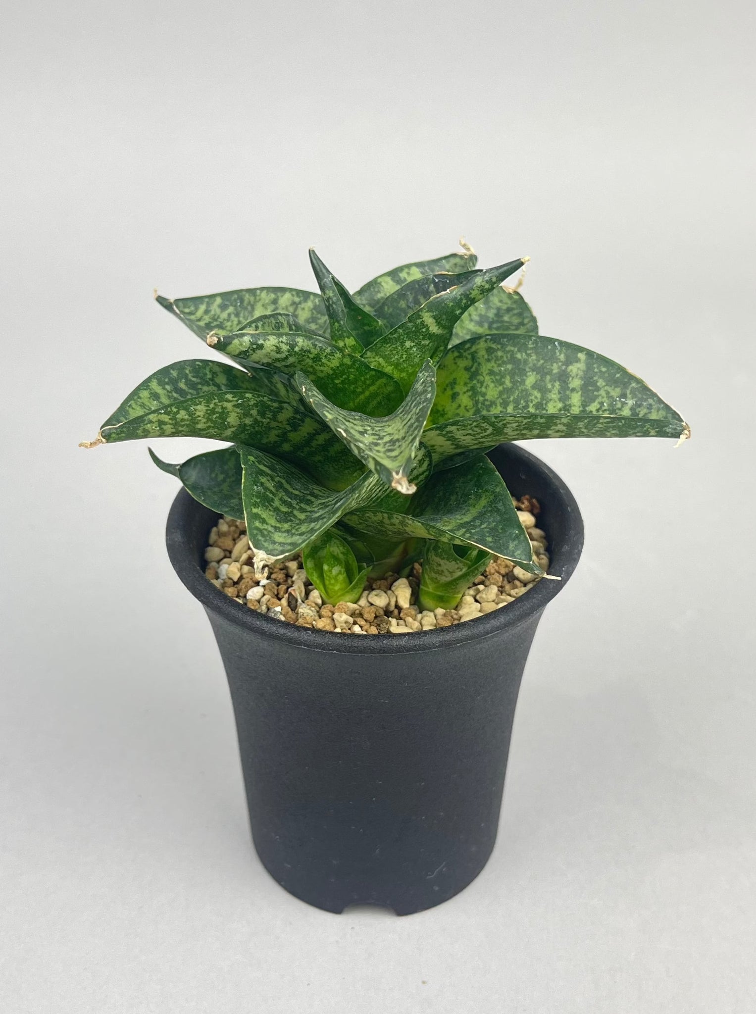 サンセベリア プラガンダ「Sansevieria Praganda」/　SA0051 ①