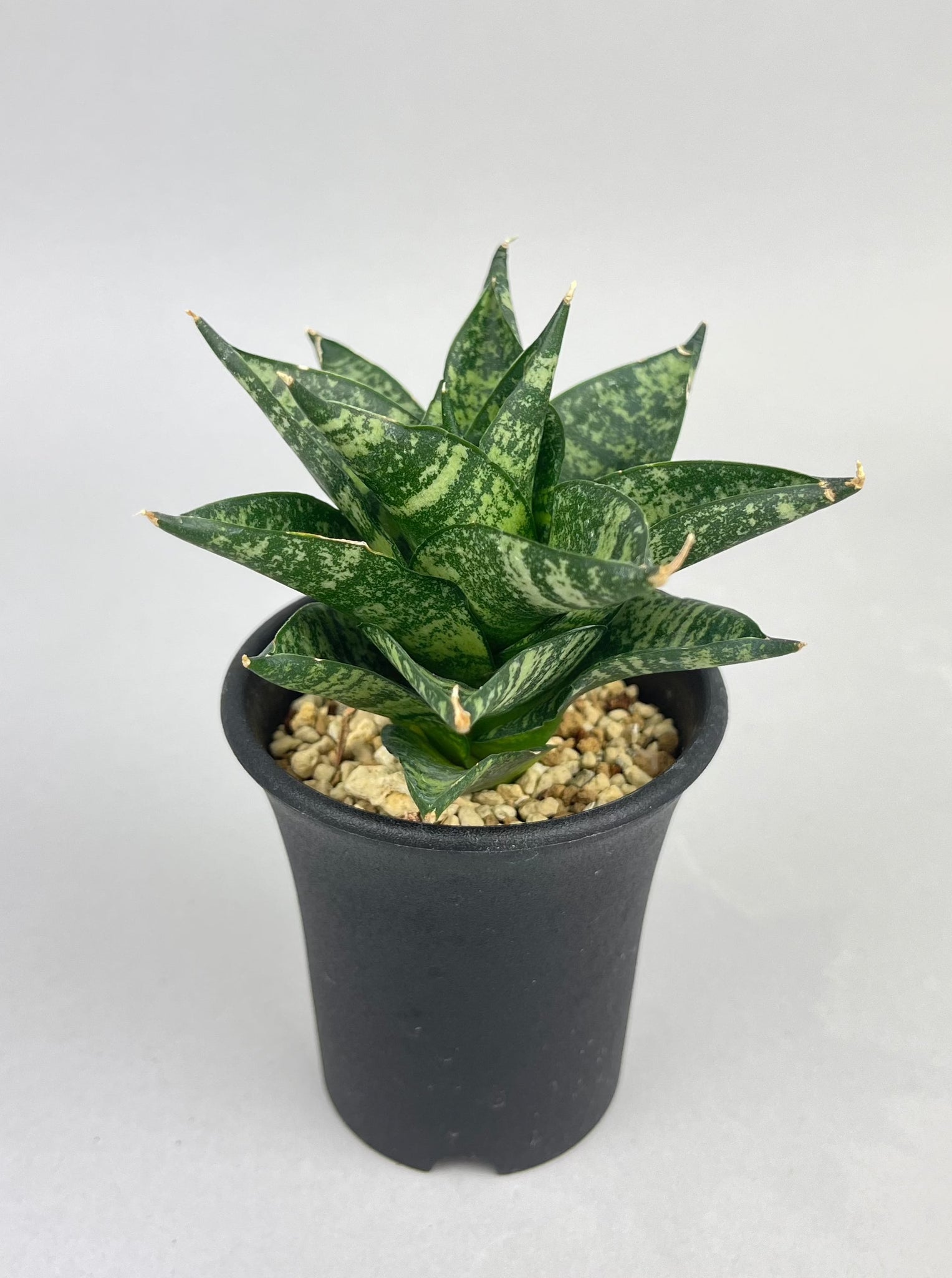 サンセベリア プラガンダ「Sansevieria Praganda」/　SA0049 ①
