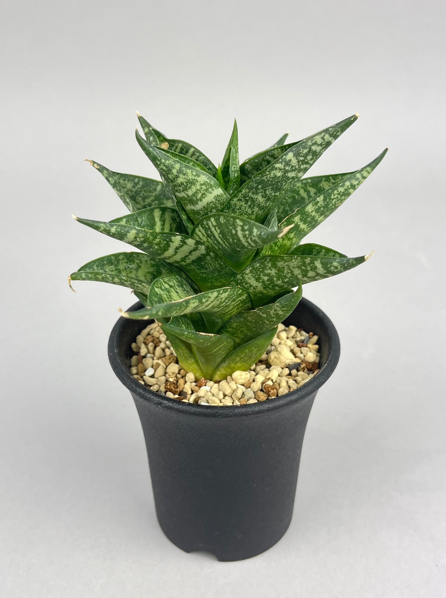 サンセベリア プラガンダ「Sansevieria Praganda」/　SA0050 ①