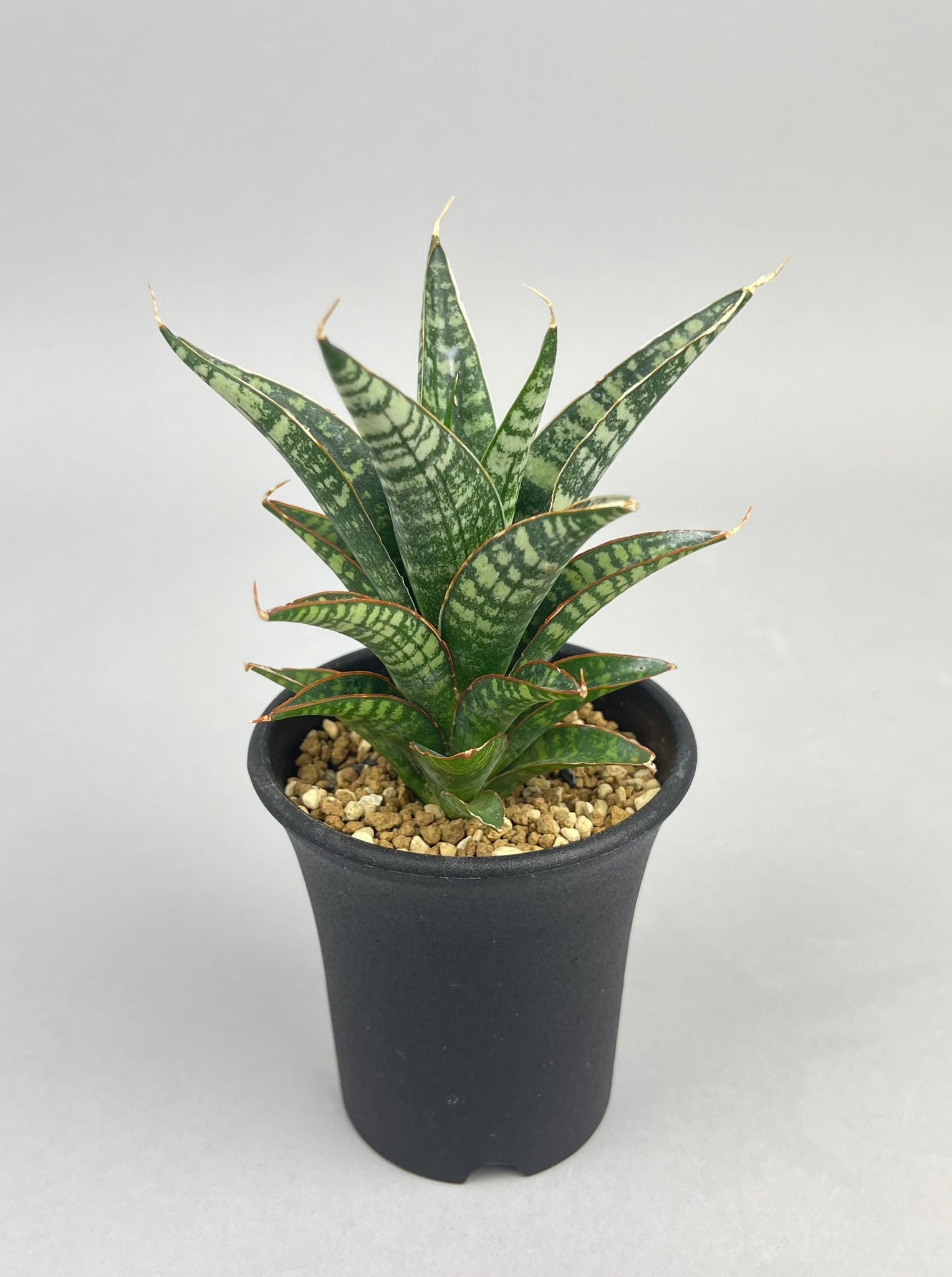 サンセベリア ブンタン「Sansevieria Bun Tang」/　SA0064 ①
