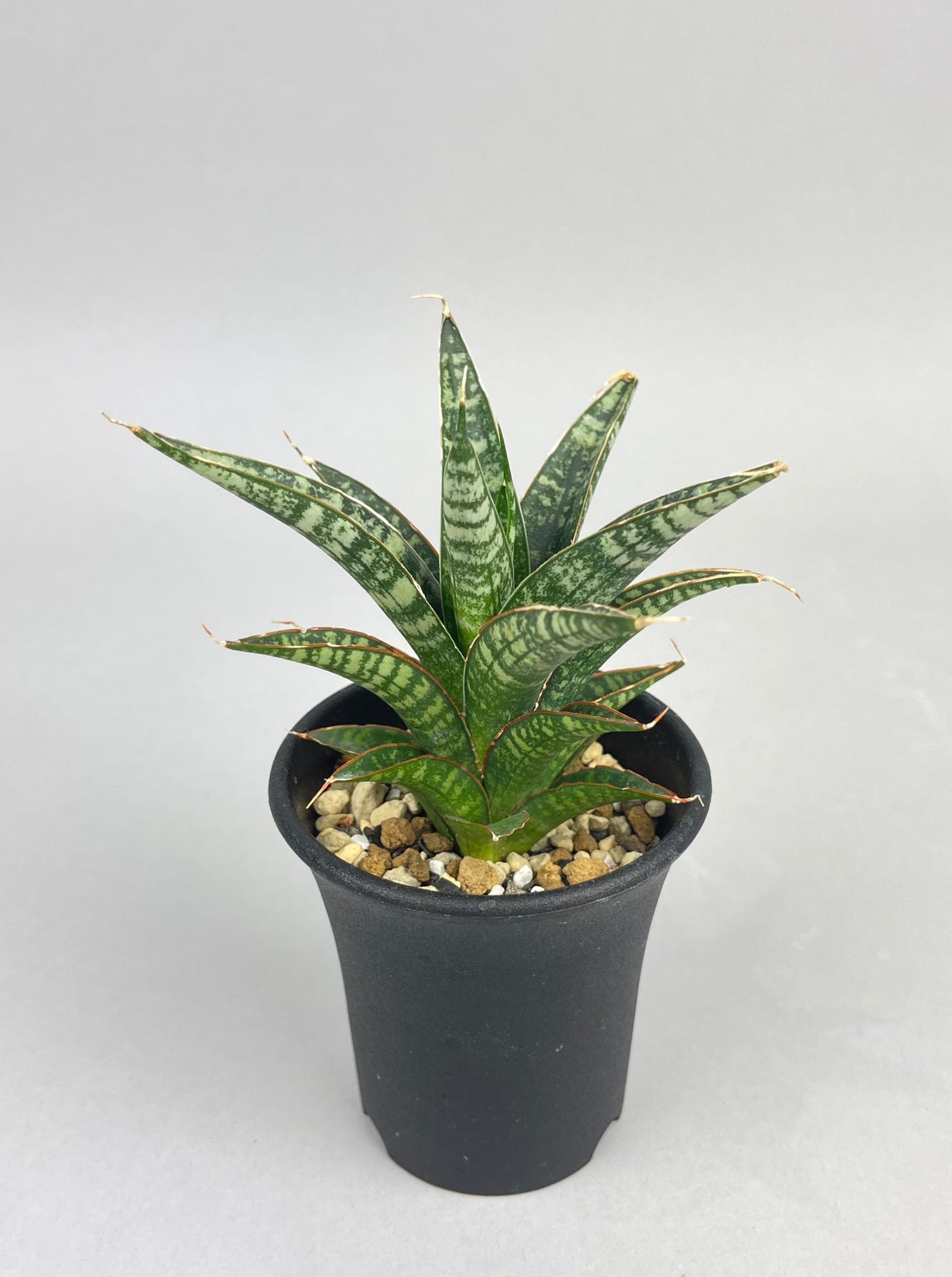 サンセベリア ブンタン「Sansevieria Bun Tang」/　SA0066 ①