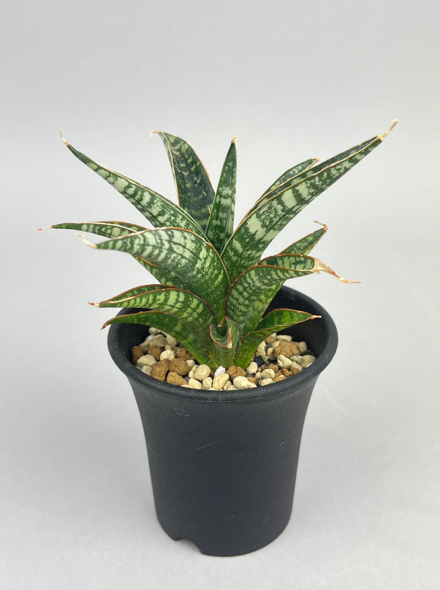 サンセベリア ブンタン「Sansevieria Bun Tang」/　SA0067 ①