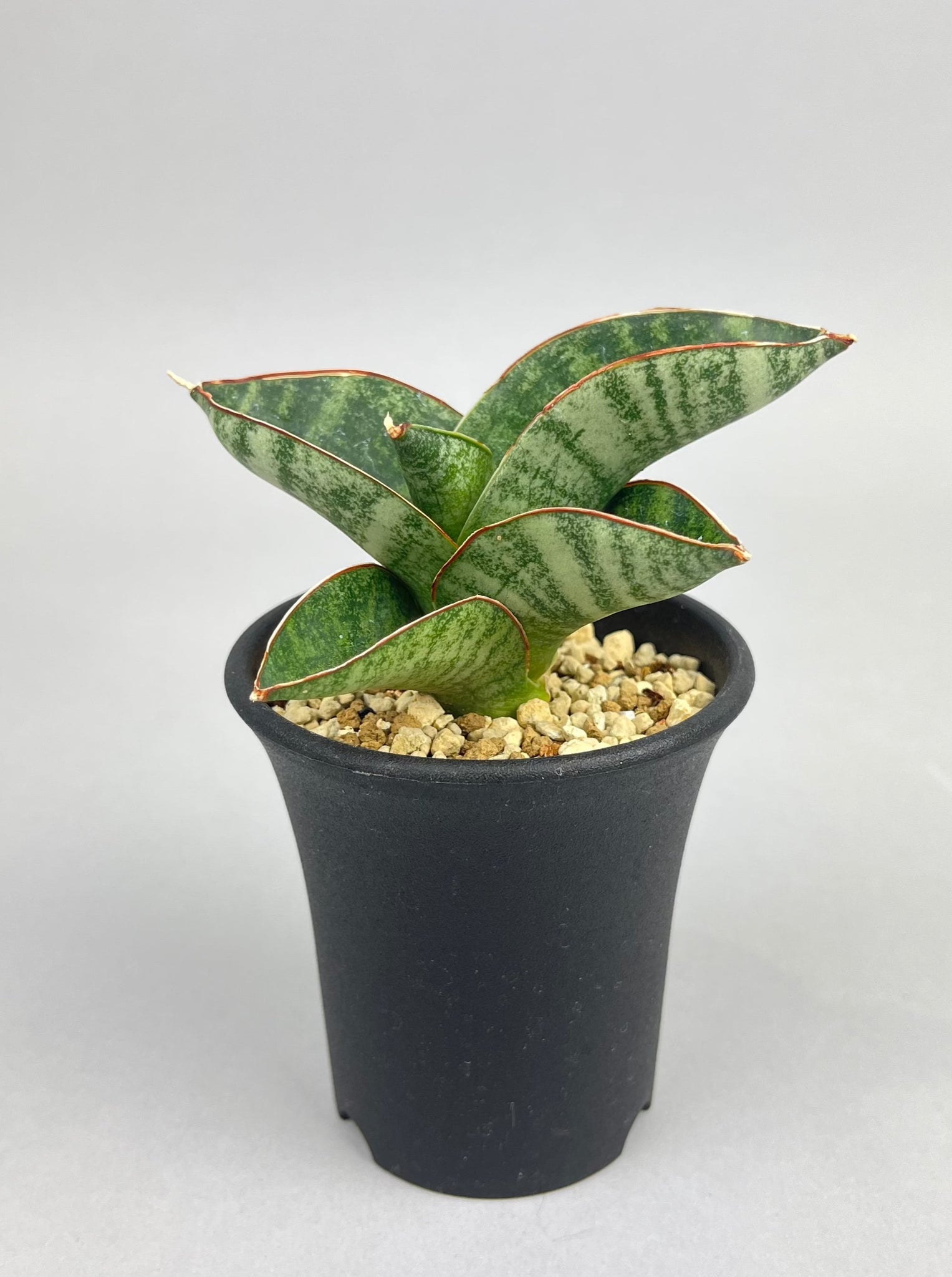 サンセベリア ナカタ「Sansevieria Nakata」/　SA0014 ①