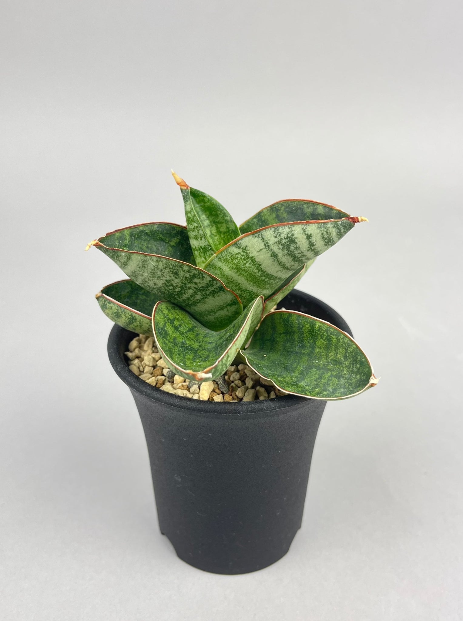サンセベリア ナカタ「Sansevieria Nakata」/　SA0021 ①