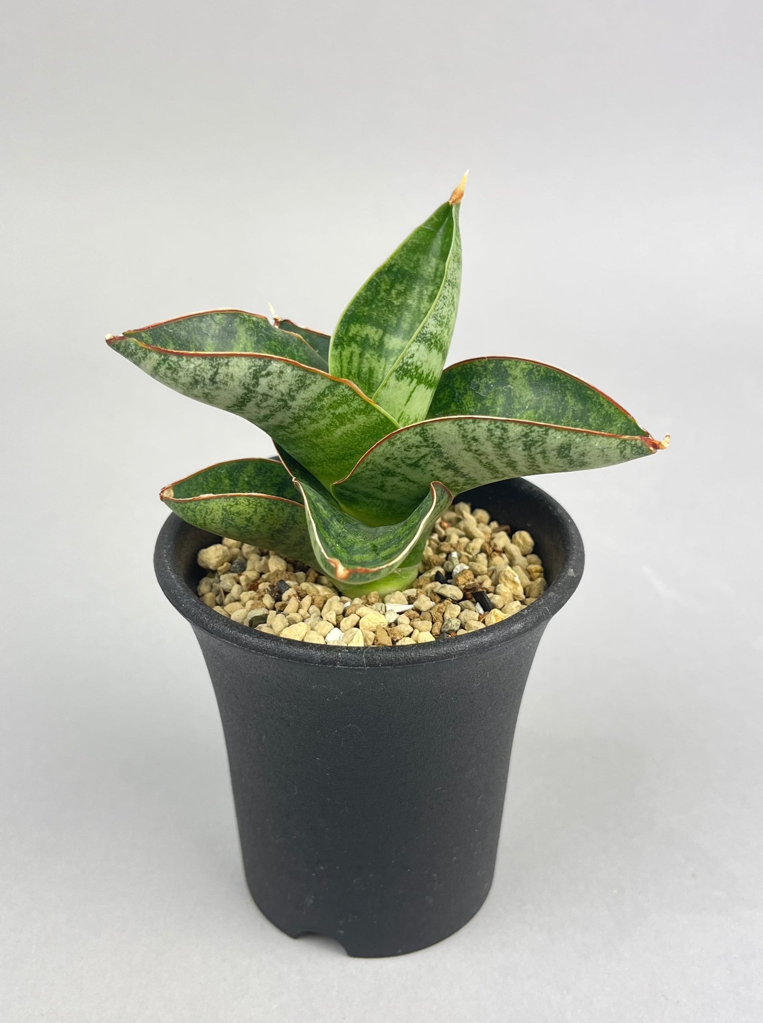 サンセベリア ナカタ「Sansevieria Nakata」/　SA0017 ①