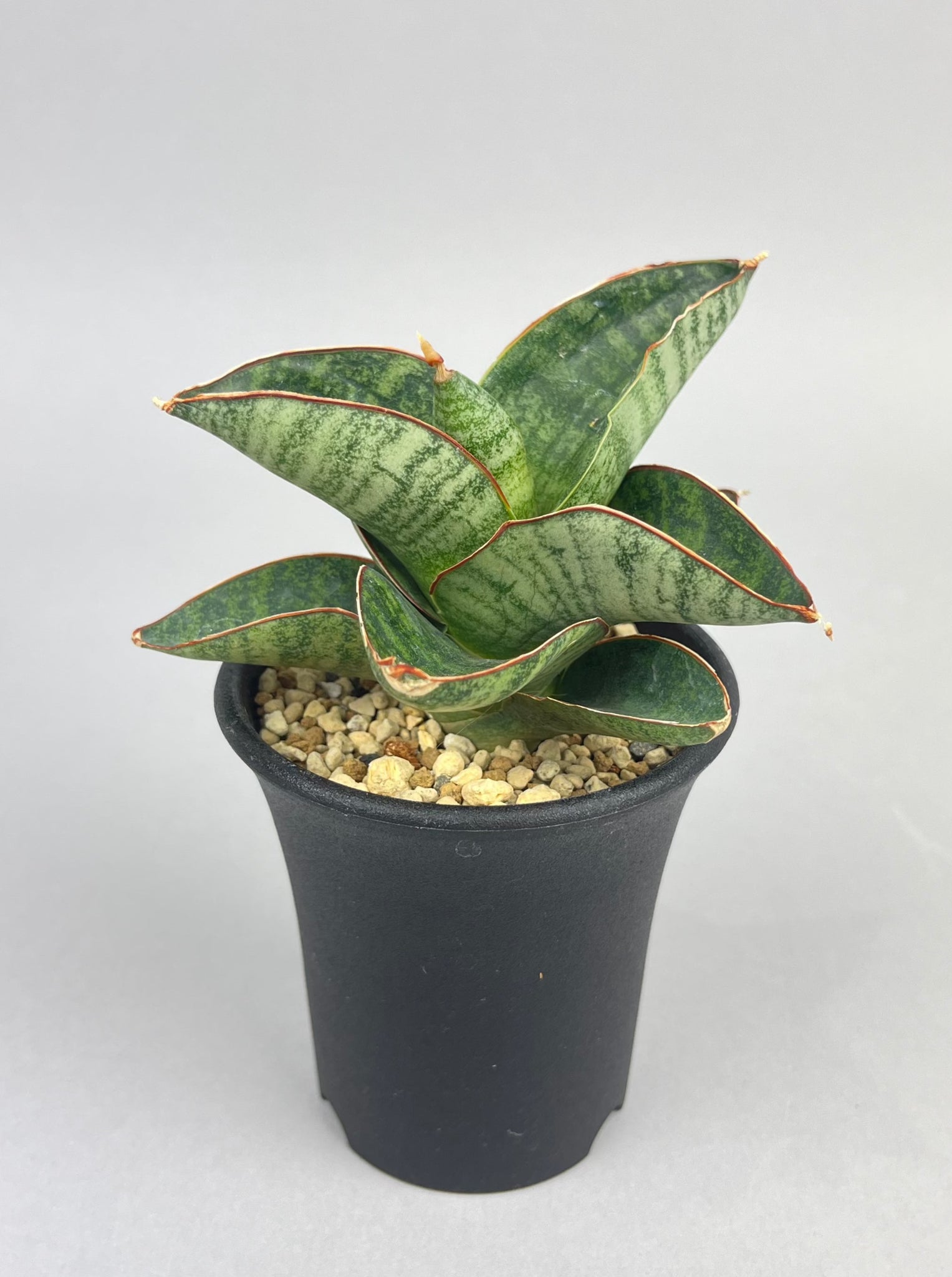 サンセベリア ナカタ「Sansevieria Nakata」/　SA0020 ①