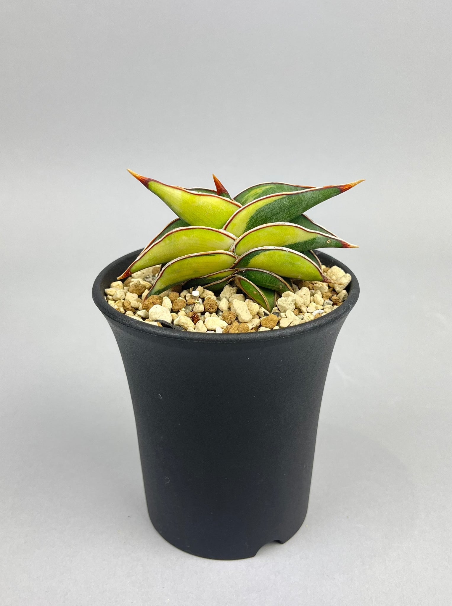 サンセベリア ロリダ 斑入り「Sansevieria rorida var.」/　SA0054 ①