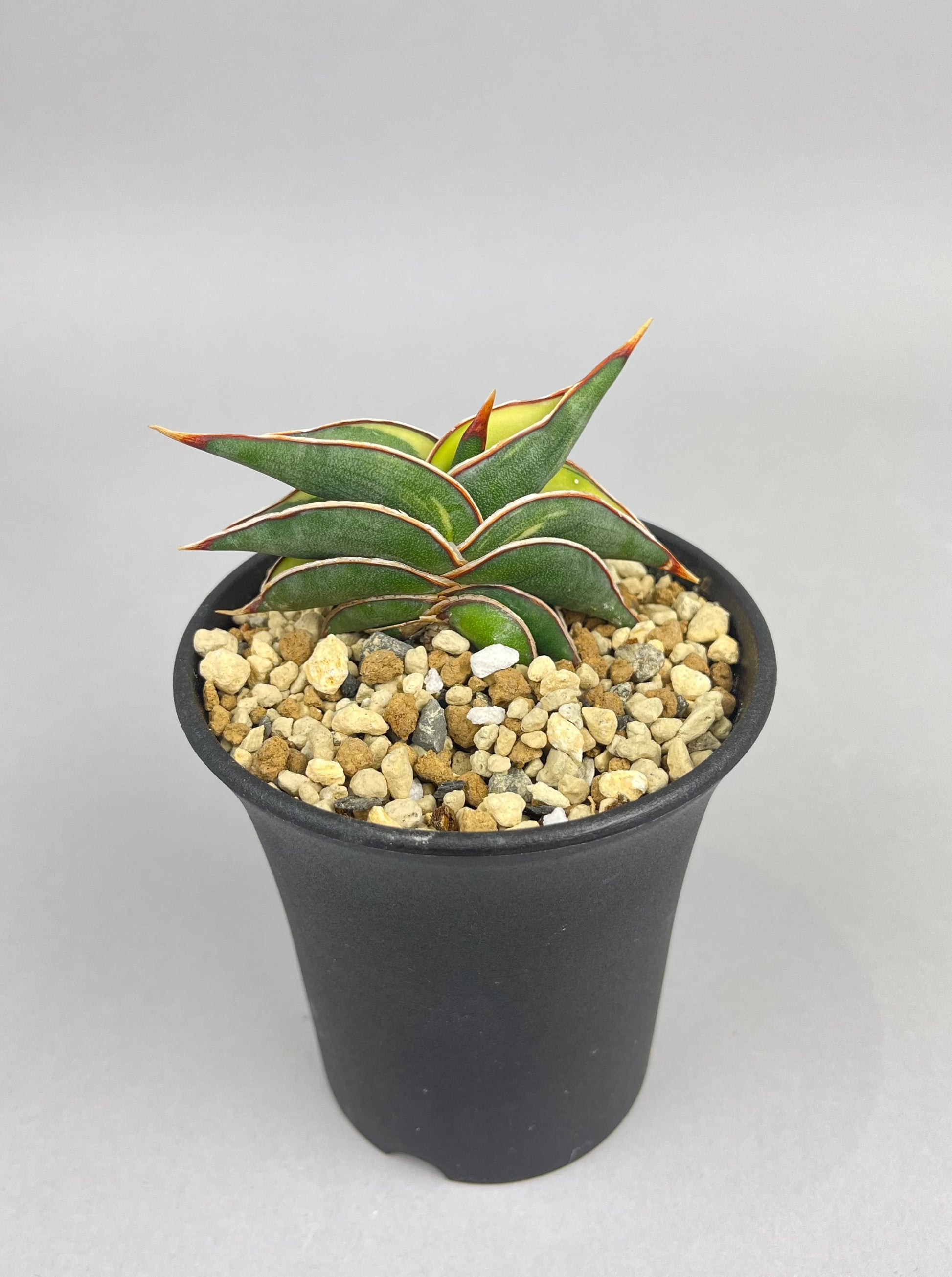 サンセベリア ロリダ 斑入り「Sansevieria rorida var.」/ SA0054 ① – Hachi-8