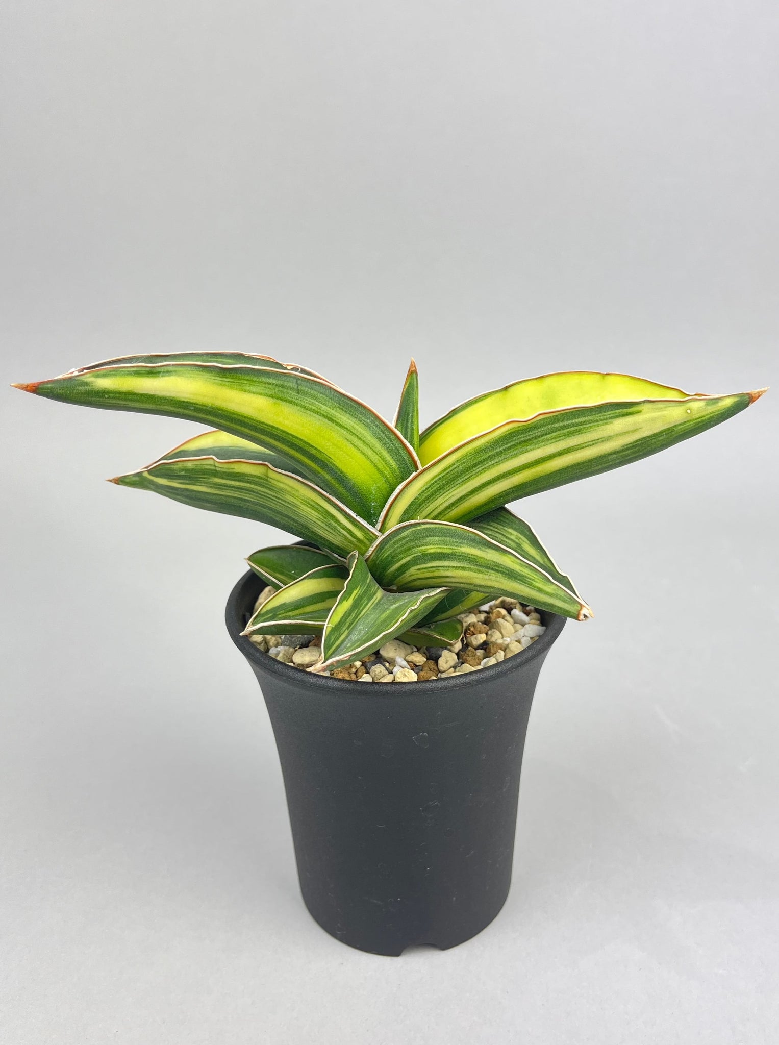 サンセベリア サムライドワーフ 斑入り「Sansevieria  samurai dwarf var.」/　SA0058 ②
