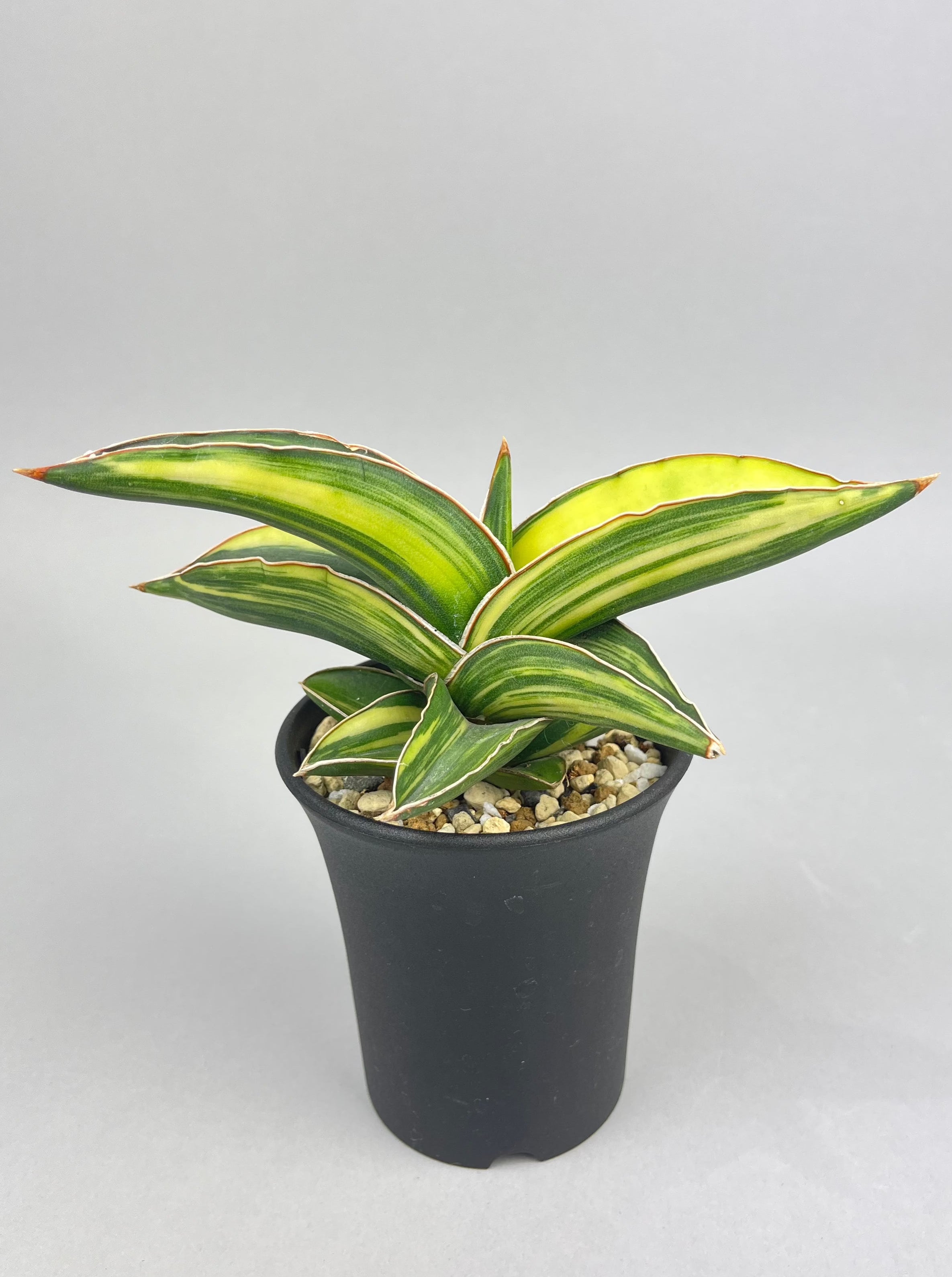 サンスベリア Sansevieria sp. Zululand A サンスベリア Sansevieria sp. Zululand A