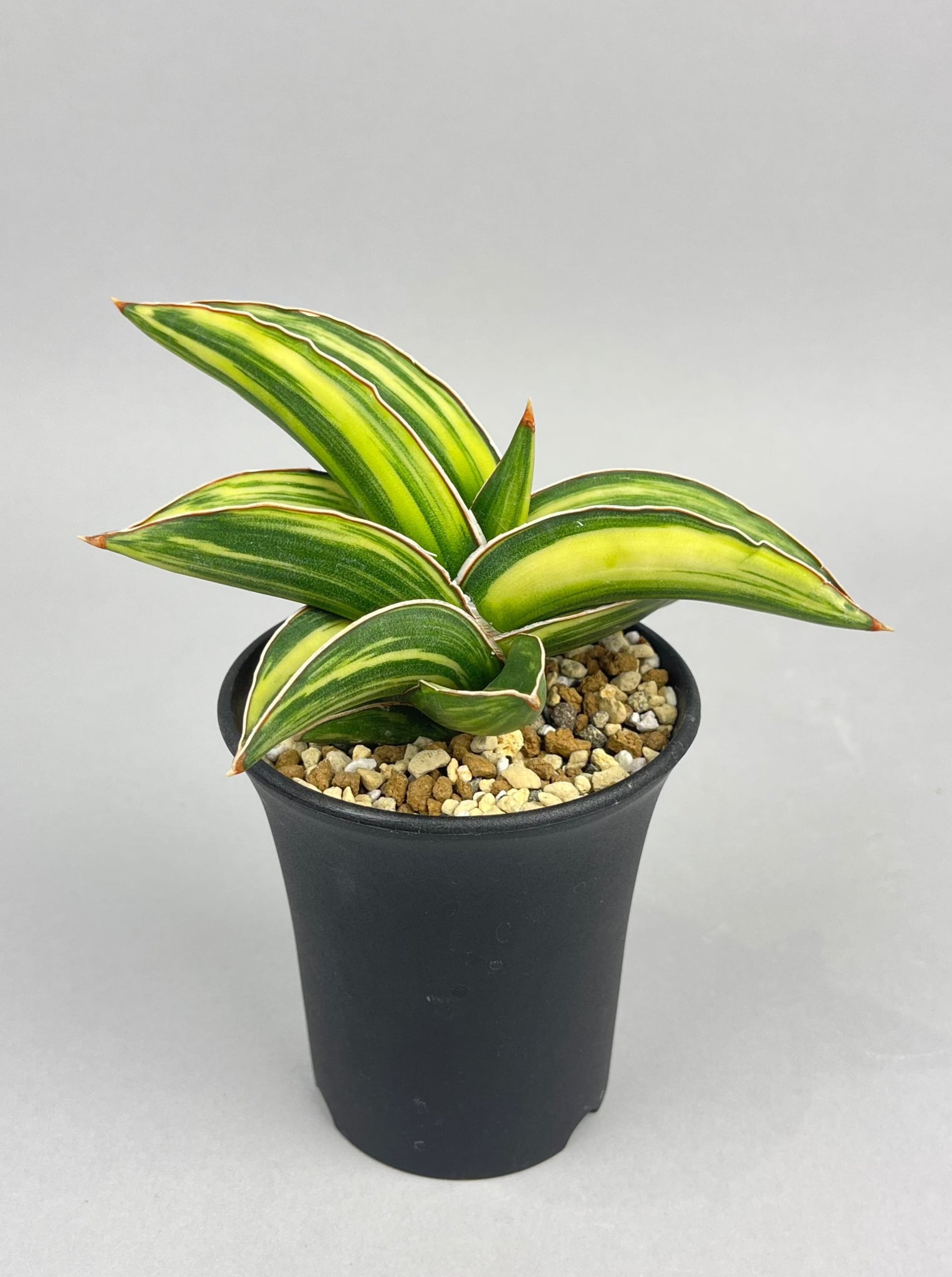 サンセベリア サムライドワーフ 斑入り「Sansevieria  samurai dwarf var.」/　SA0057 ②