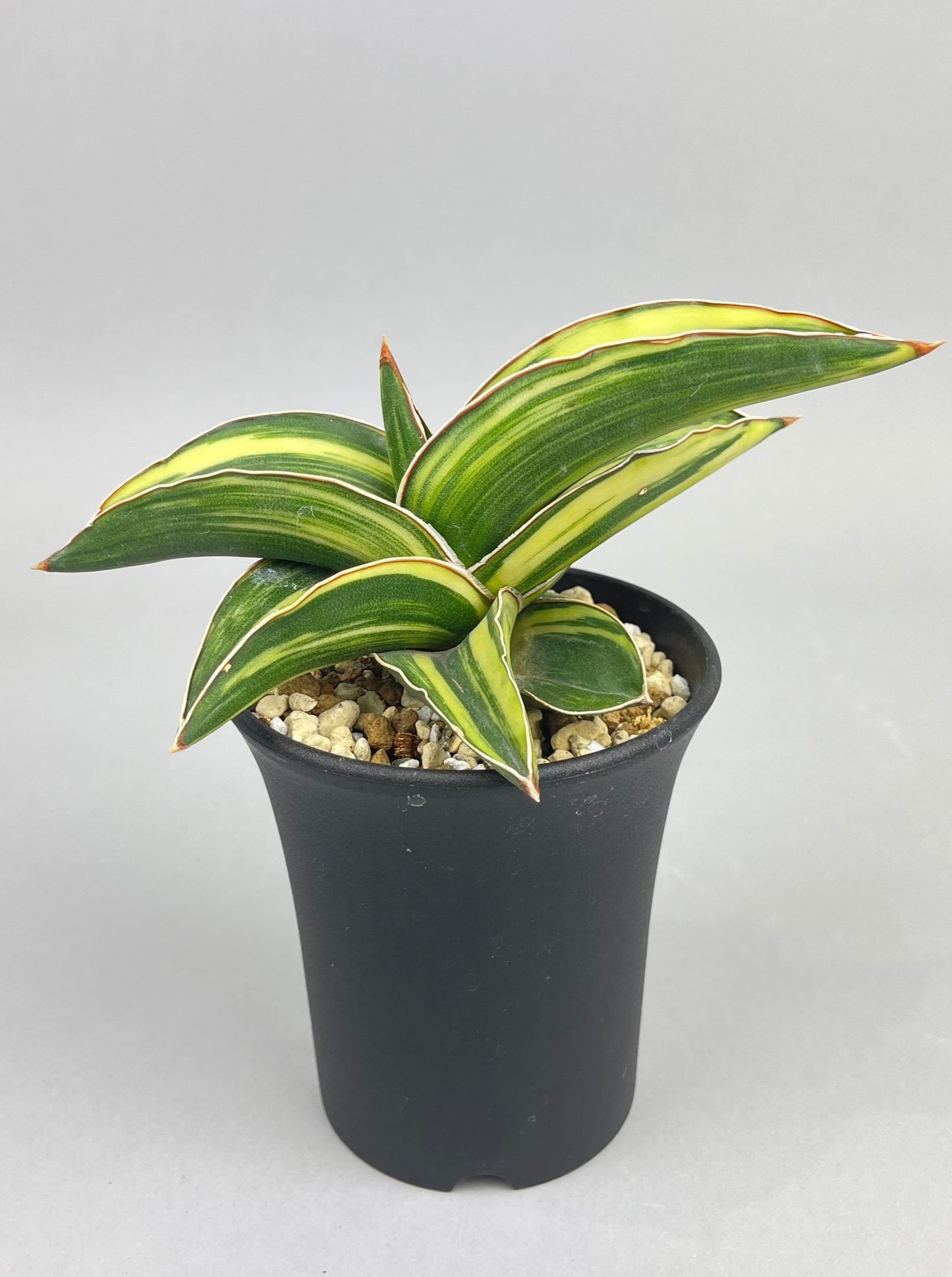 サンセベリア サムライドワーフ 斑入り「Sansevieria  samurai dwarf var.」/　SA0057 ②