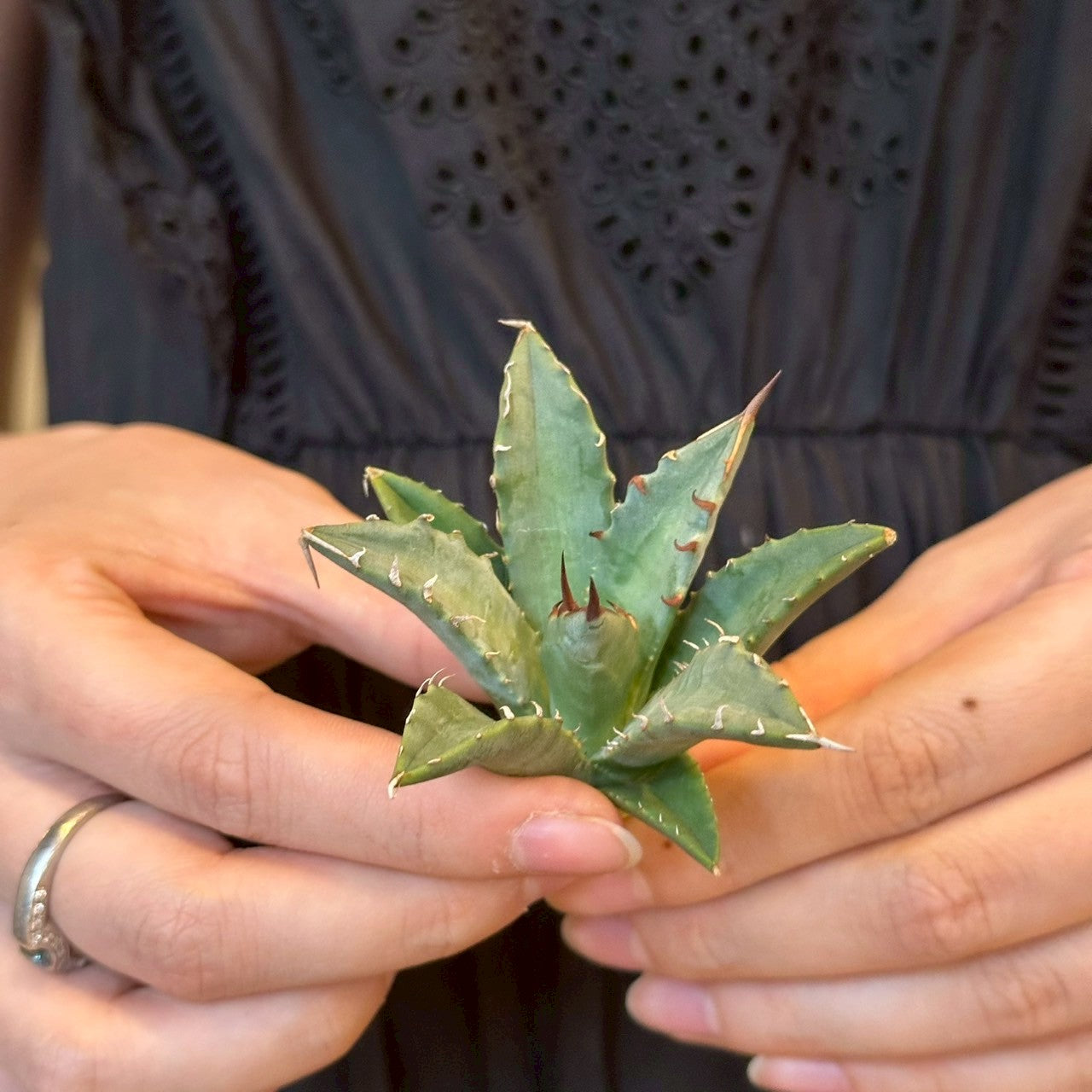 アガベ・ハイブリッド 妖炎×姫厳龍「Agave hybrid Utahensis × Titanota 'Dwarf」/No.18