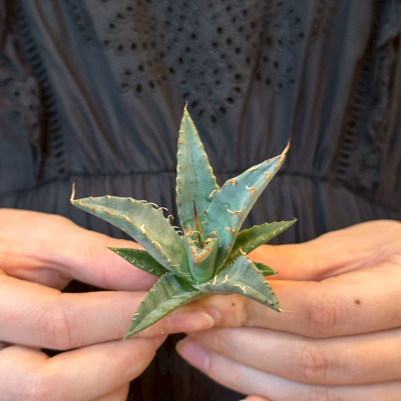 アガベ・ハイブリッド 妖炎×姫厳龍「Agave hybrid Utahensis × Titanota 'Dwarf」/No.17