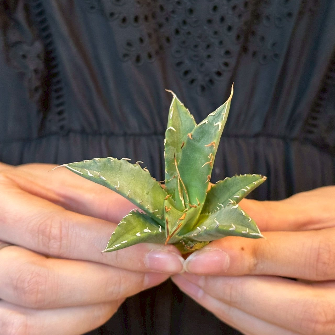 アガベ・ハイブリッド 妖炎×姫厳龍「Agave hybrid Utahensis × Titanota 'Dwarf」/No.16