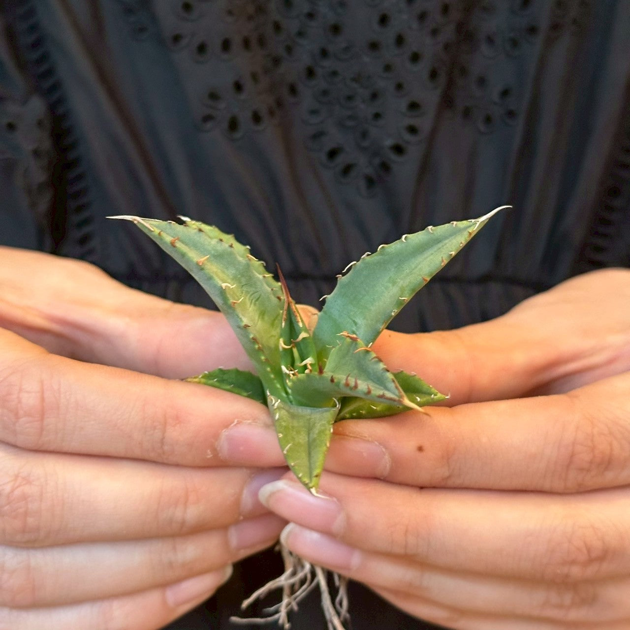 アガベ・ハイブリッド 妖炎×姫厳龍「Agave hybrid Utahensis × Titanota 'Dwarf」/No.14