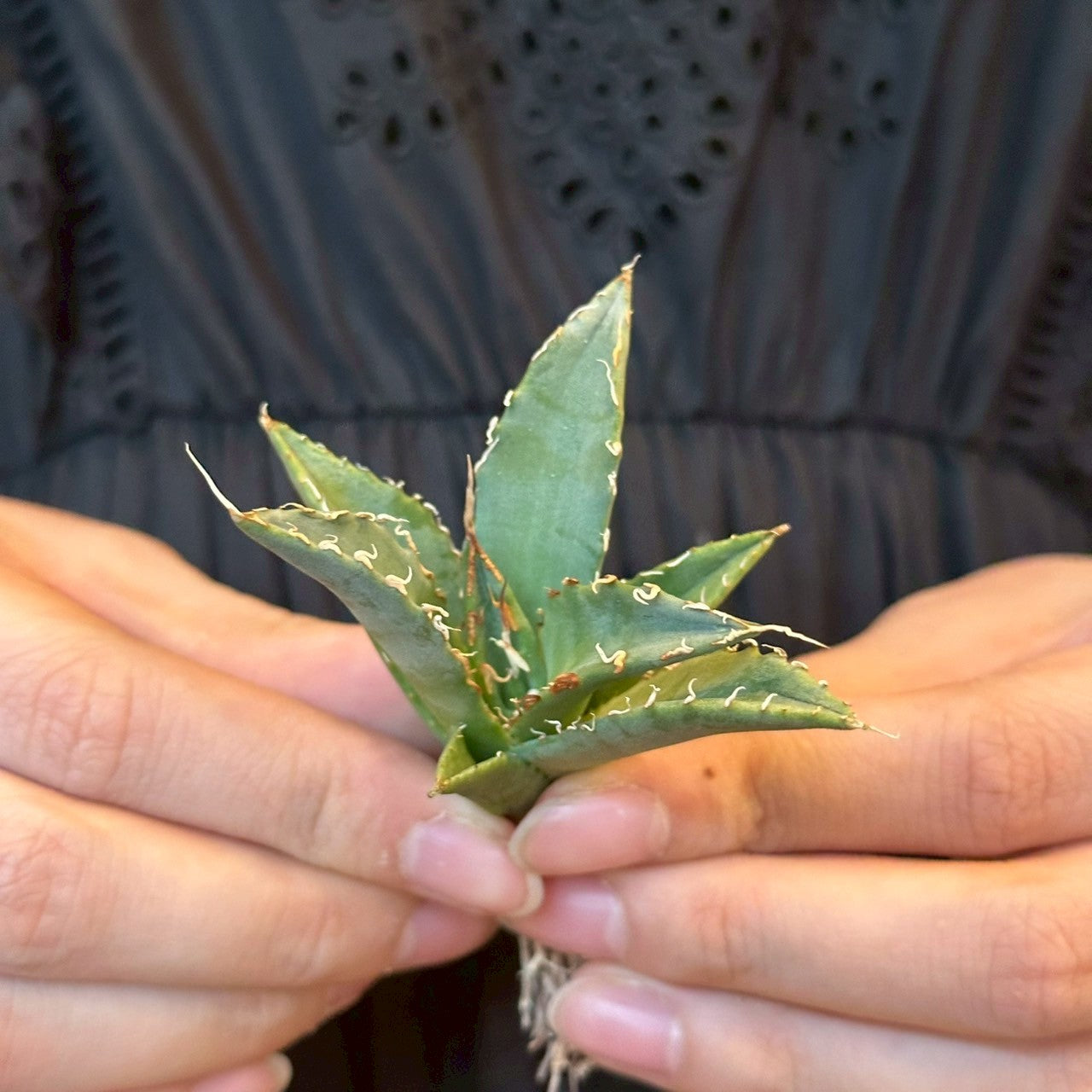 アガベ・ハイブリッド 妖炎×姫厳龍「Agave hybrid Utahensis × Titanota 'Dwarf」/No.12