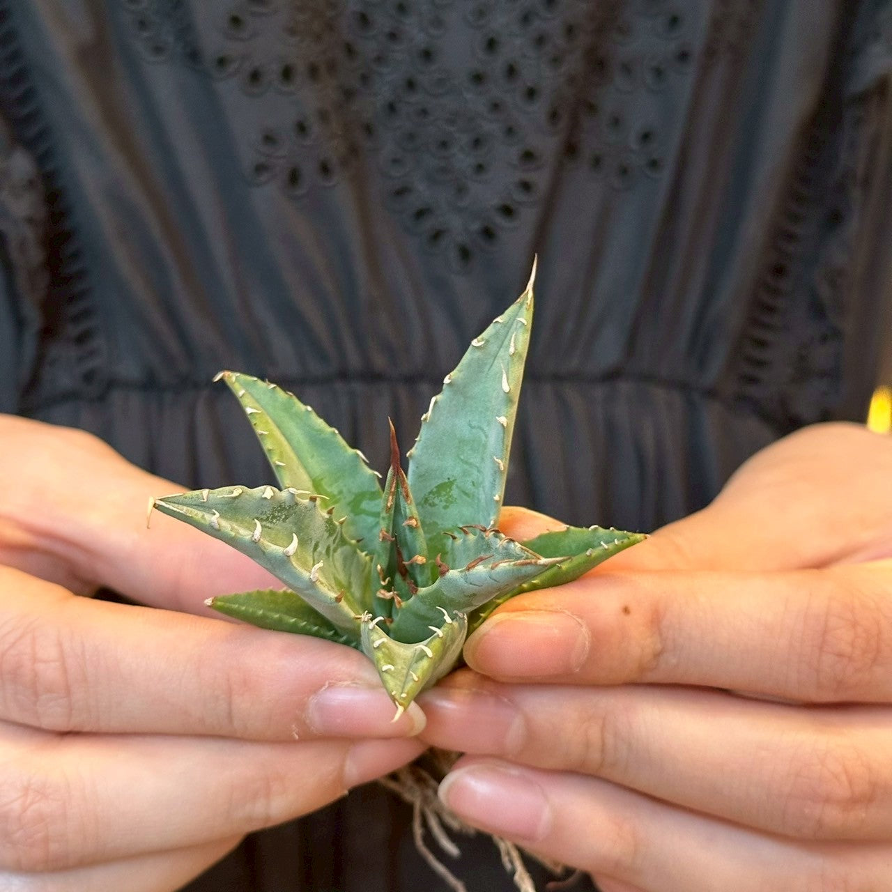 アガベ・ハイブリッド 妖炎×姫厳龍「Agave hybrid Utahensis × Titanota 'Dwarf」/No.11