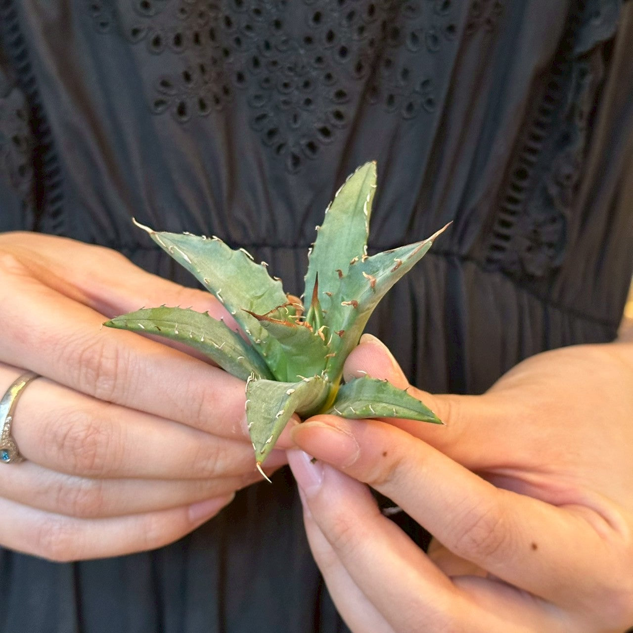 アガベ・ハイブリッド 妖炎×姫厳龍「Agave hybrid Utahensis × Titanota 'Dwarf」/No.20