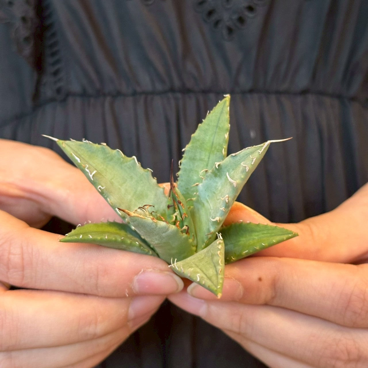 アガベ・ハイブリッド 妖炎×姫厳龍「Agave hybrid Utahensis × Titanota 'Dwarf」/No.9