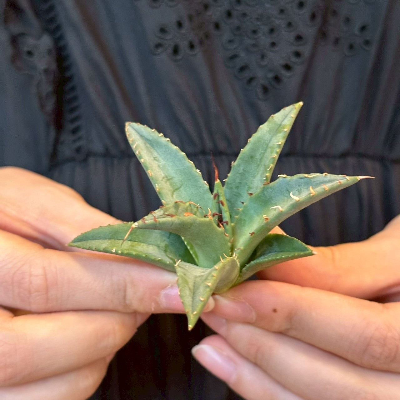 アガベ・ハイブリッド 妖炎×姫厳龍「Agave hybrid Utahensis × Titanota 'Dwarf」/No.8