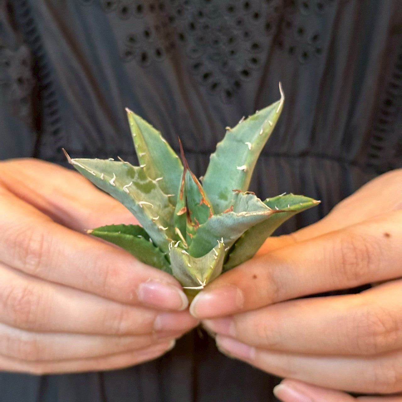 アガベ・ハイブリッド 妖炎×姫厳龍「Agave hybrid Utahensis × Titanota 'Dwarf」/No.7