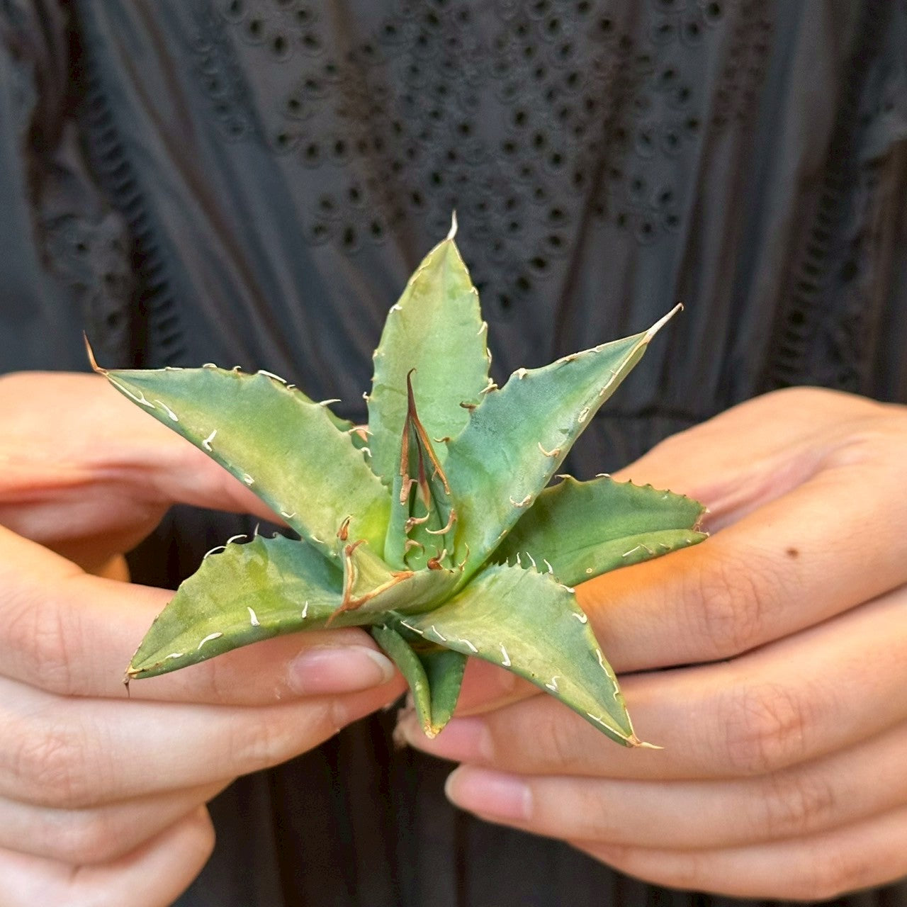 アガベ・ハイブリッド 妖炎×姫厳龍「Agave hybrid Utahensis × Titanota 'Dwarf」/No.5