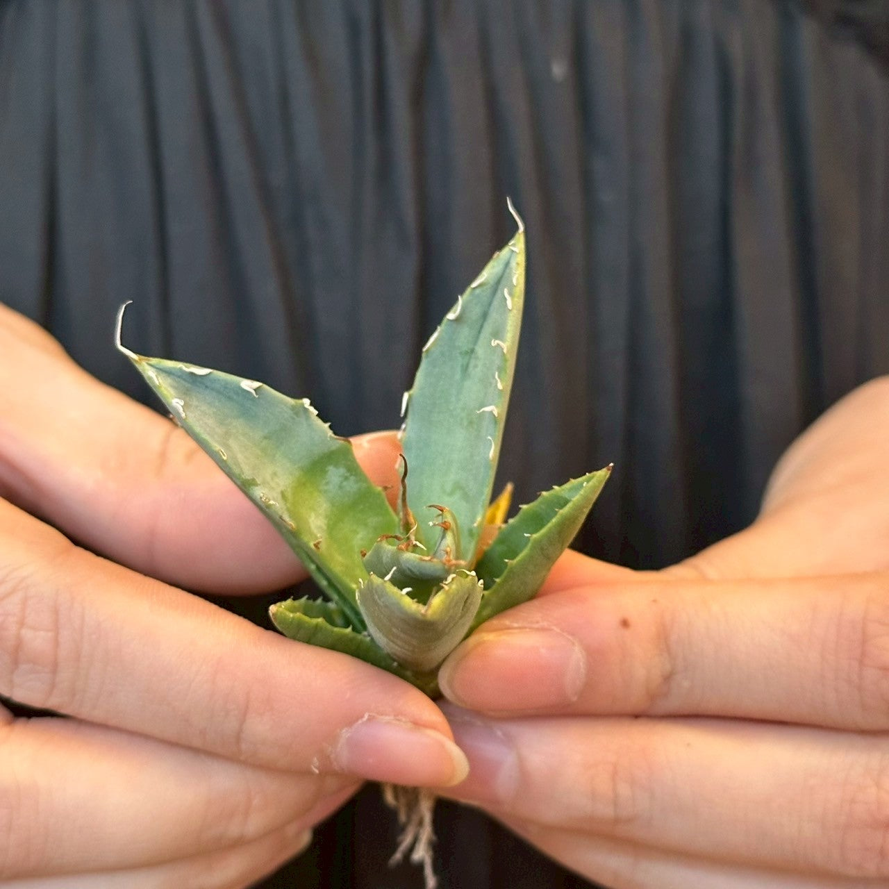 アガベ・ハイブリッド 妖炎×姫厳龍「Agave hybrid Utahensis × Titanota 'Dwarf」/No.4