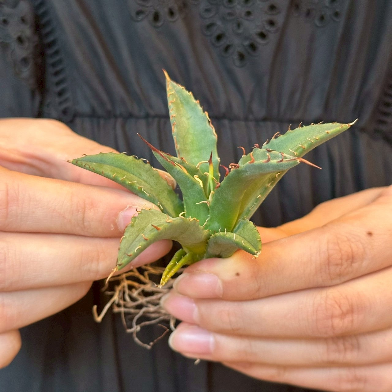 アガベ・ハイブリッド 妖炎×姫厳龍「Agave hybrid Utahensis × Titanota 'Dwarf」/No.3